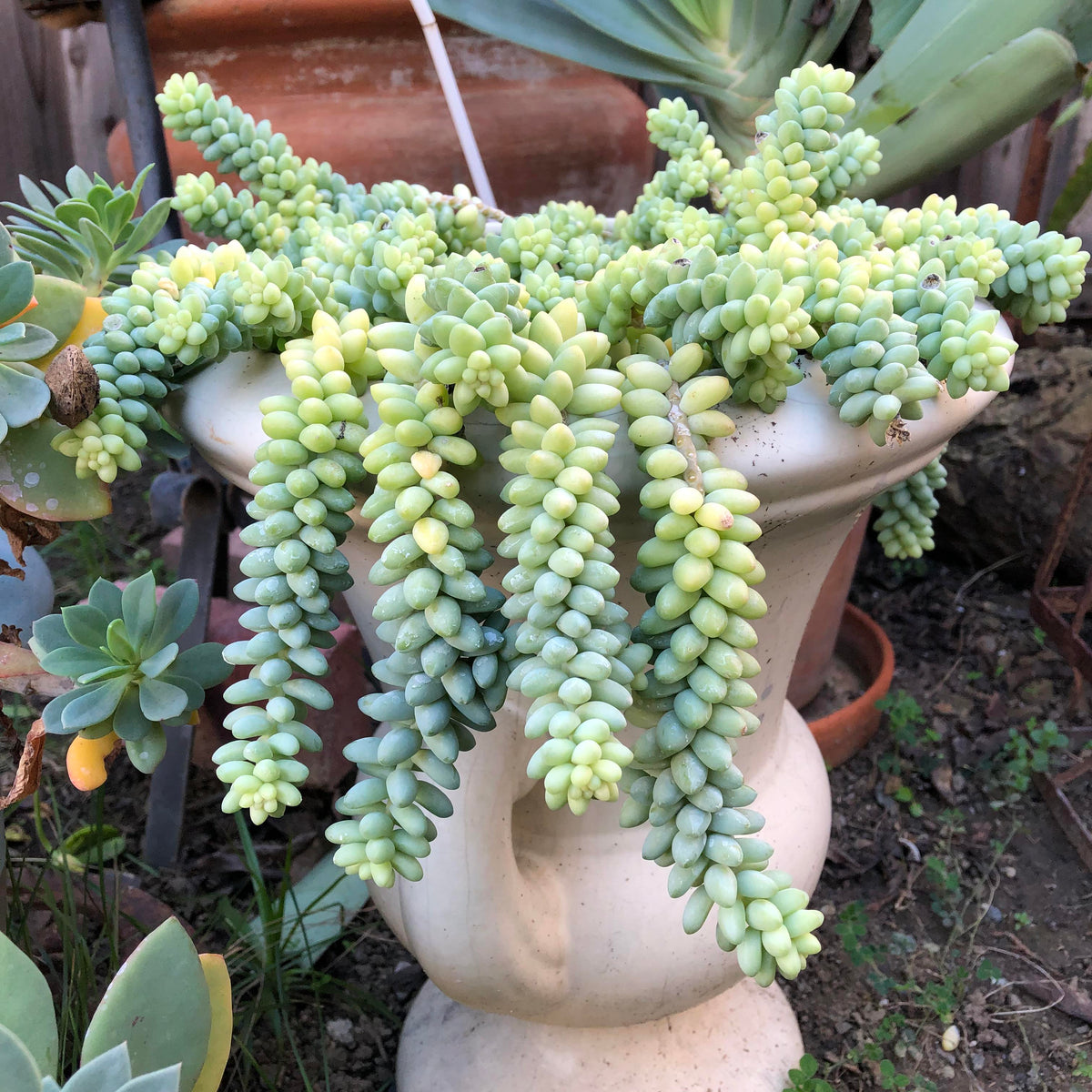 long burros tail succulent trailing