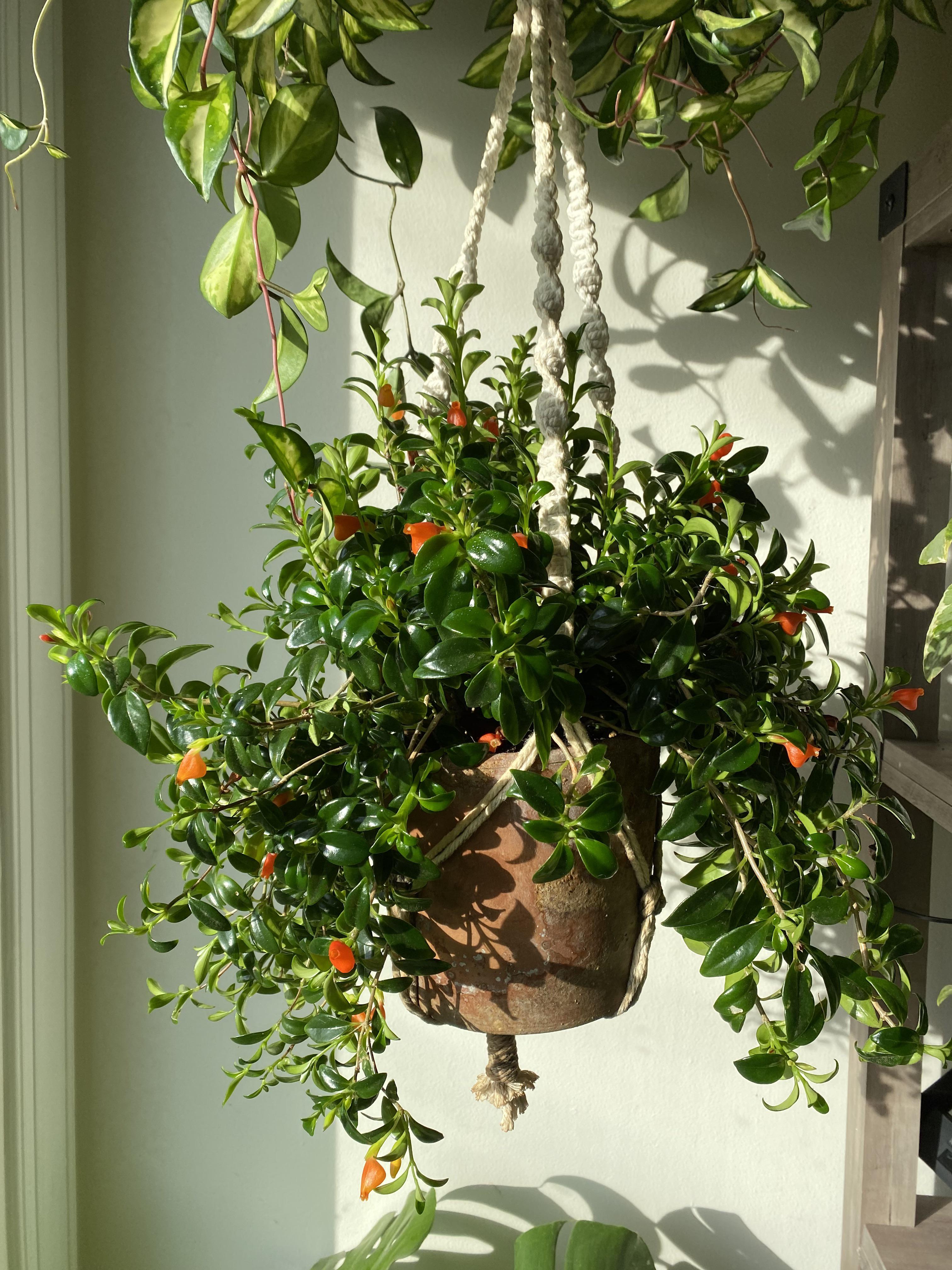 hanging goldfish plant