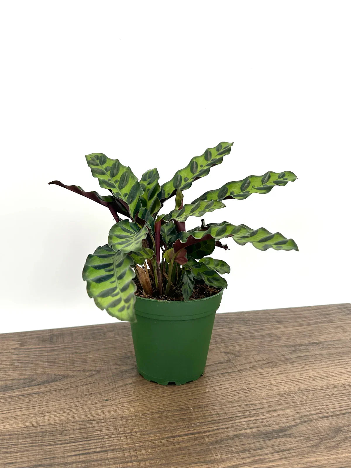 rattlesnake plant on shelf