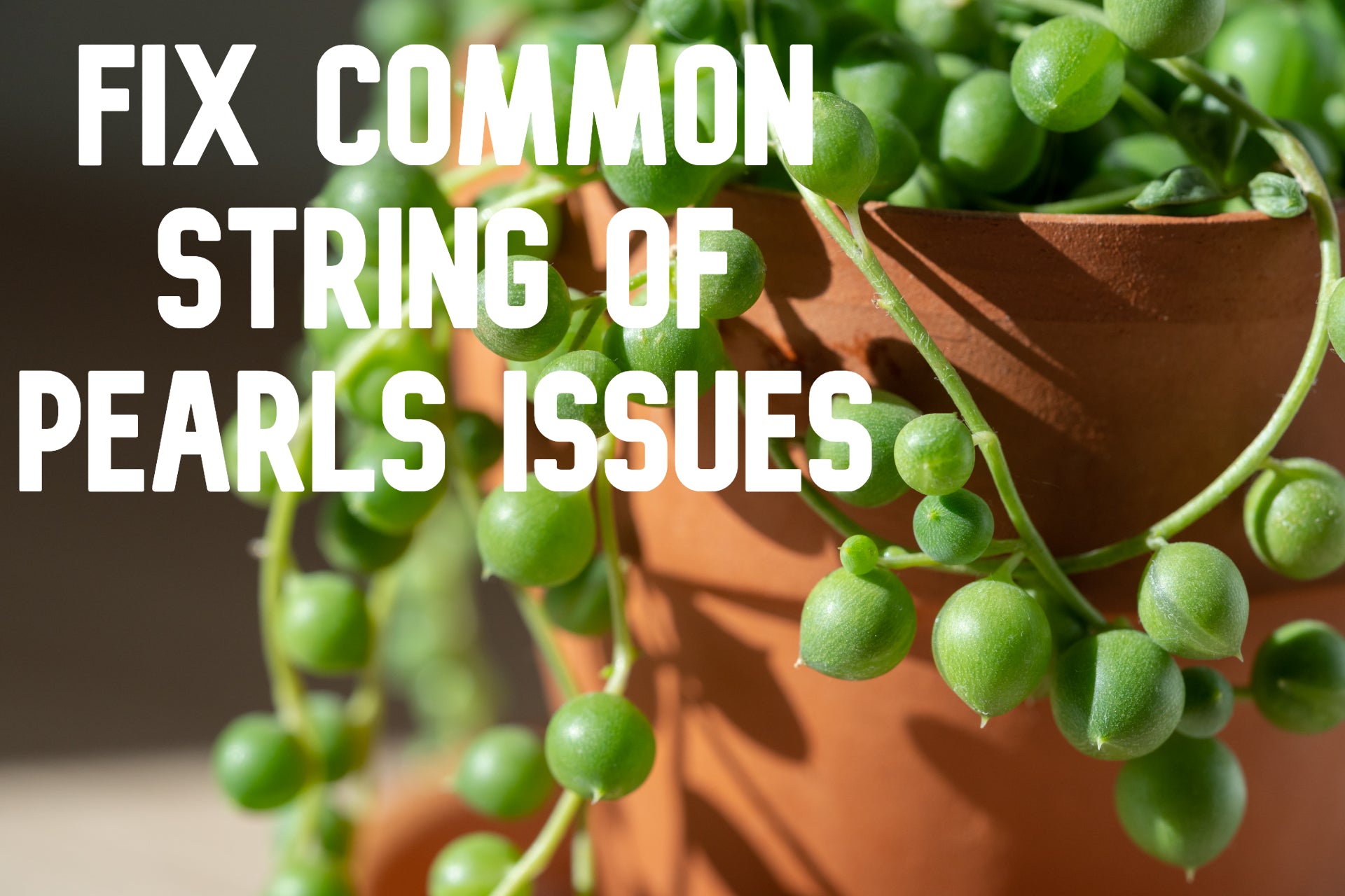 How To Fix Common String of Pearls Problems Happy Plant Plants blog