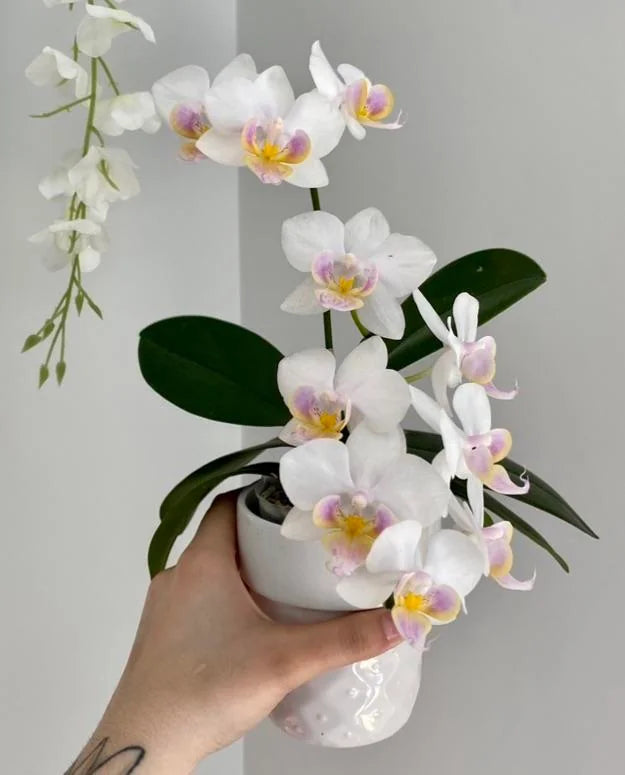 scindapsus pothos Silver Hero Satin Pothos – Plant Detectives main image 0