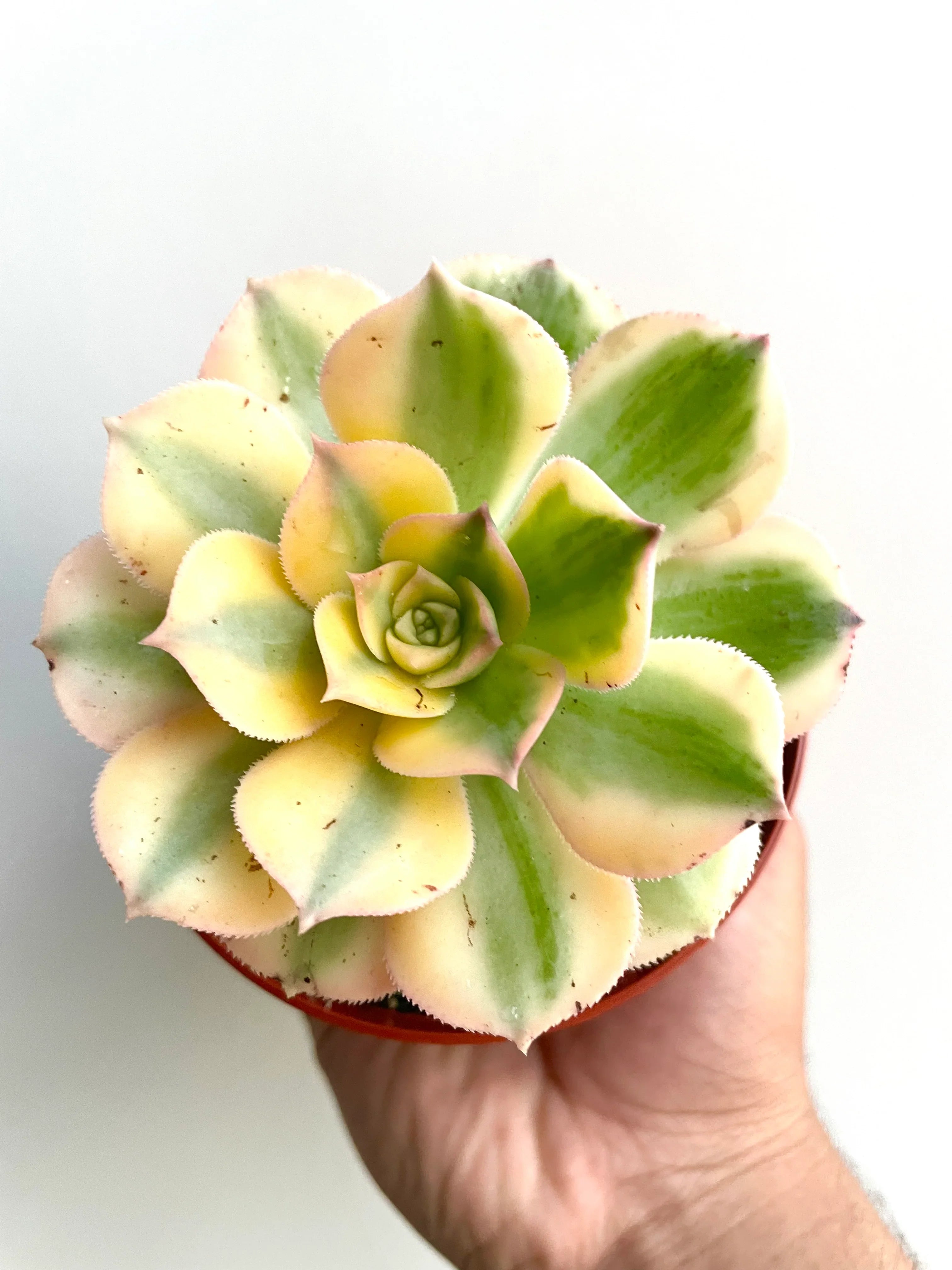 yellow succulent sunburst aeonium