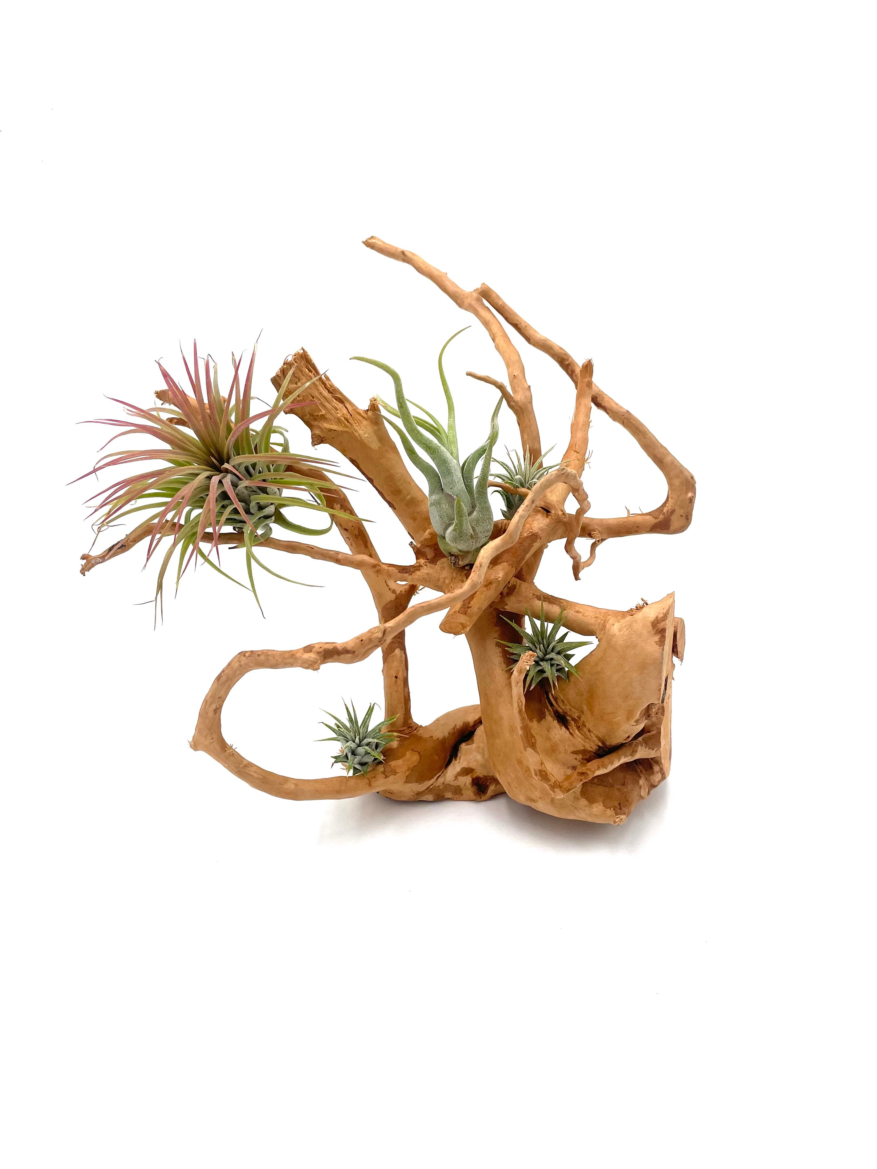 air plants on drift wood display
