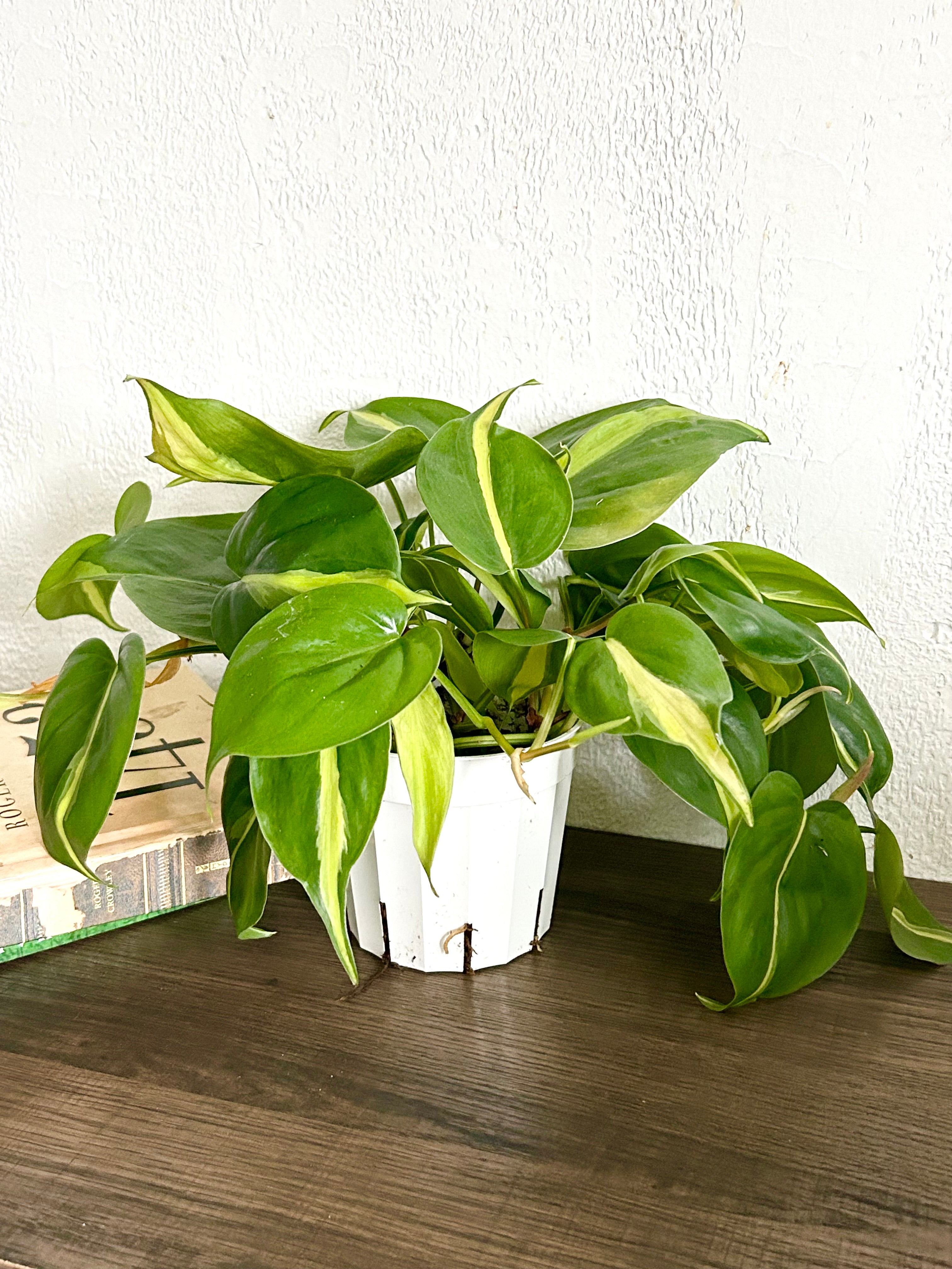 philodendron brasil vs pothos brasil Philodendron Brasil