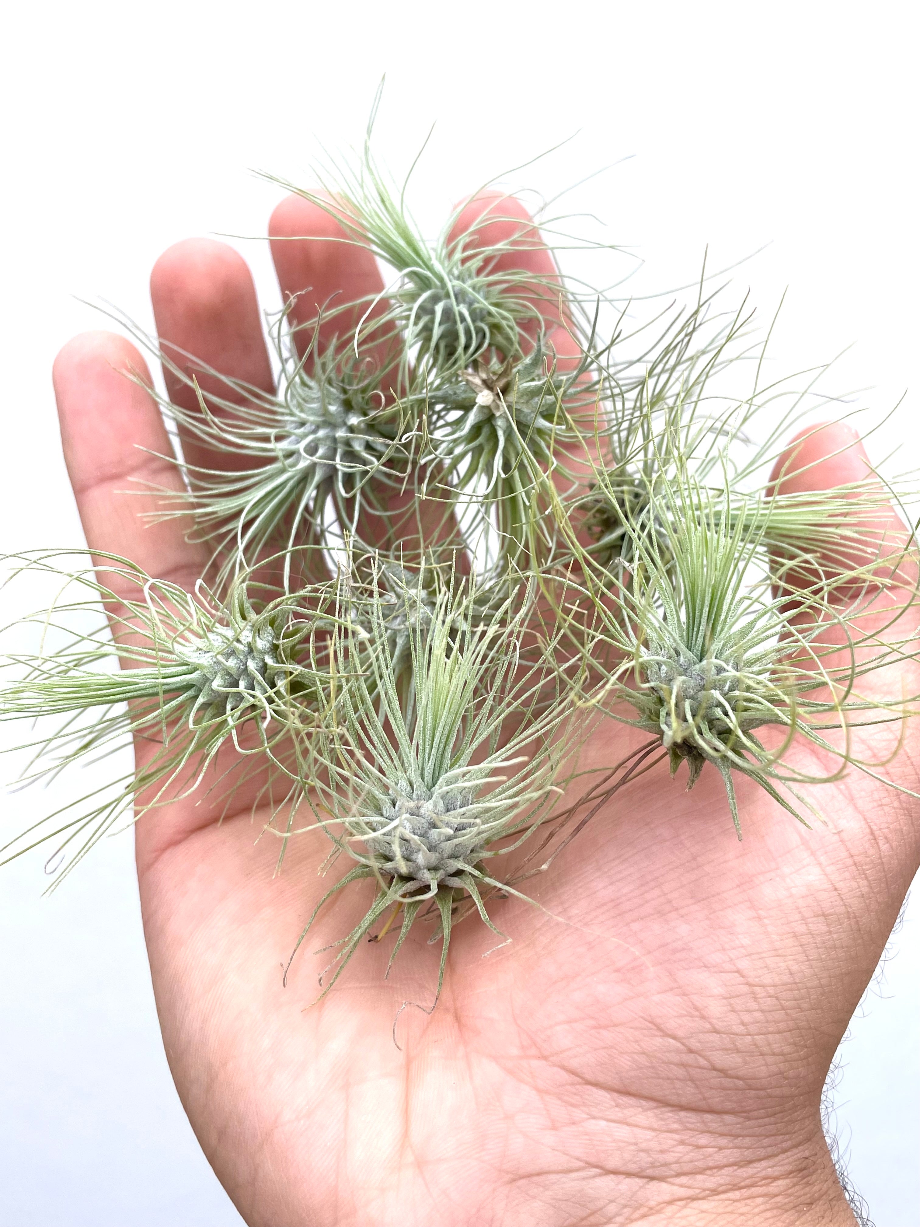 10 Pack of Baby Air Plants Tillandsia Fuchsii
