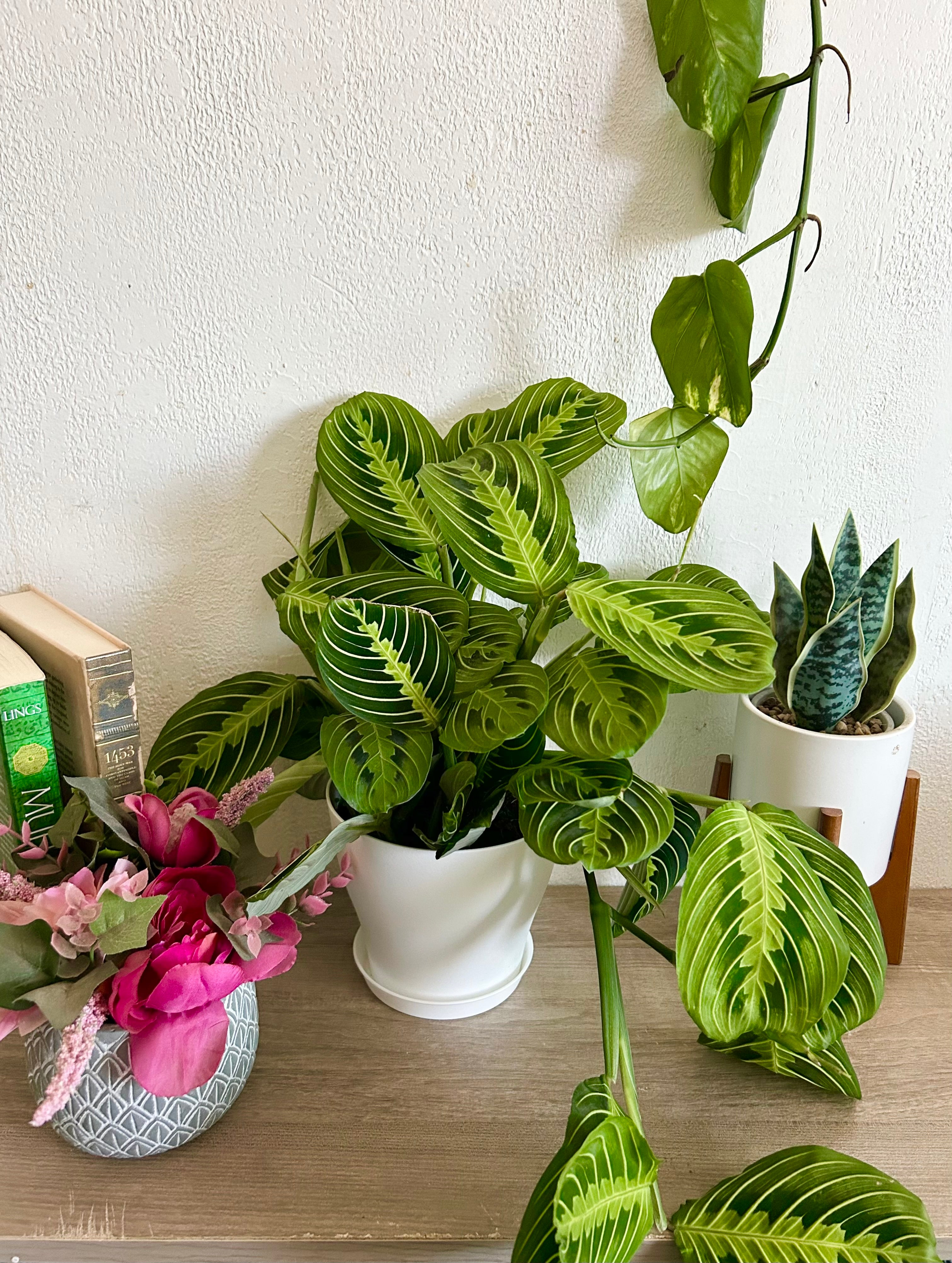 Large Maranta Lemon Lime Prayer Plant Happy Plant large-maranta-lemon-lime-prayer-plant-happy-plant