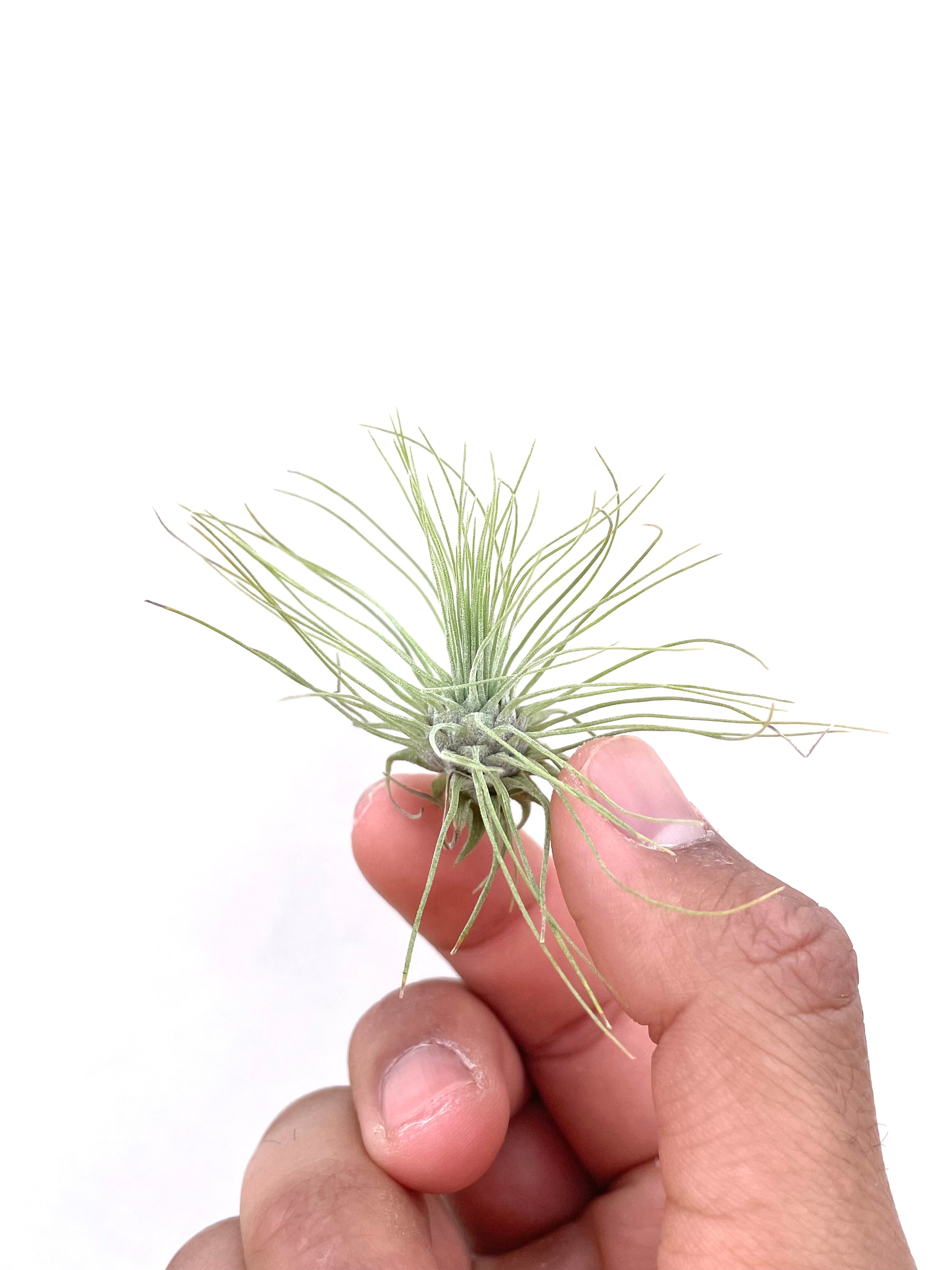 10 Pack of Baby Air Plants Tillandsia Fuchsii