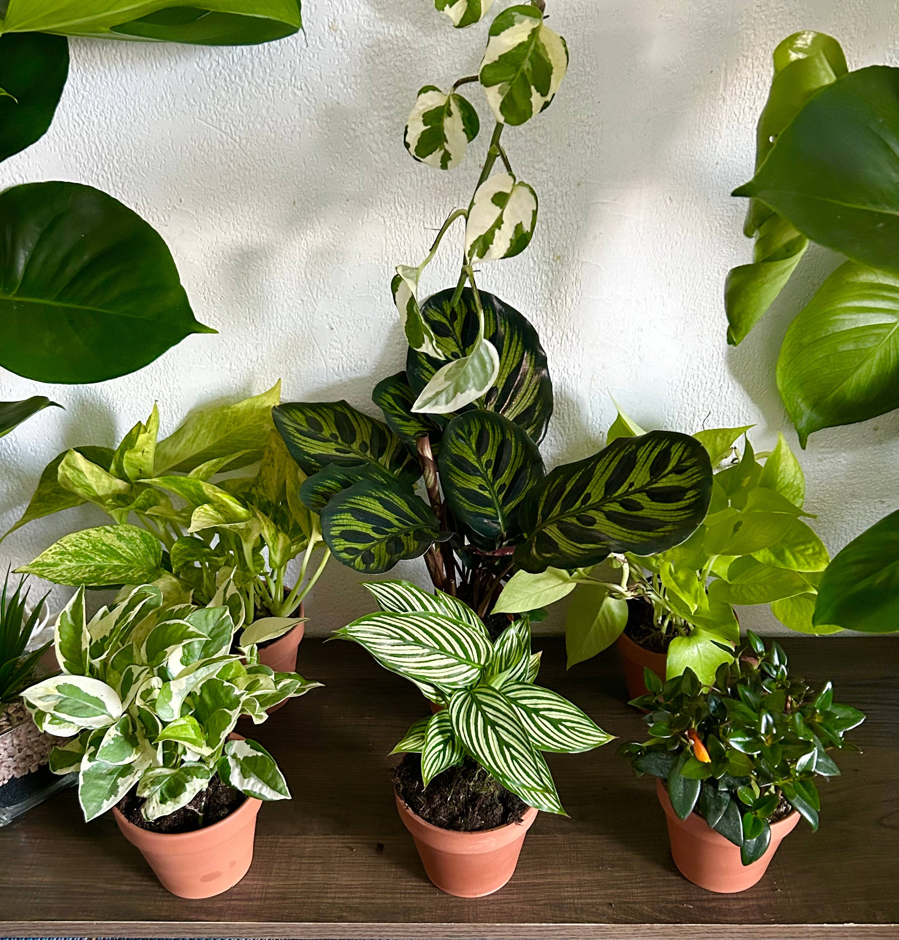 variety of house plants Assorted Plant Variety Pack