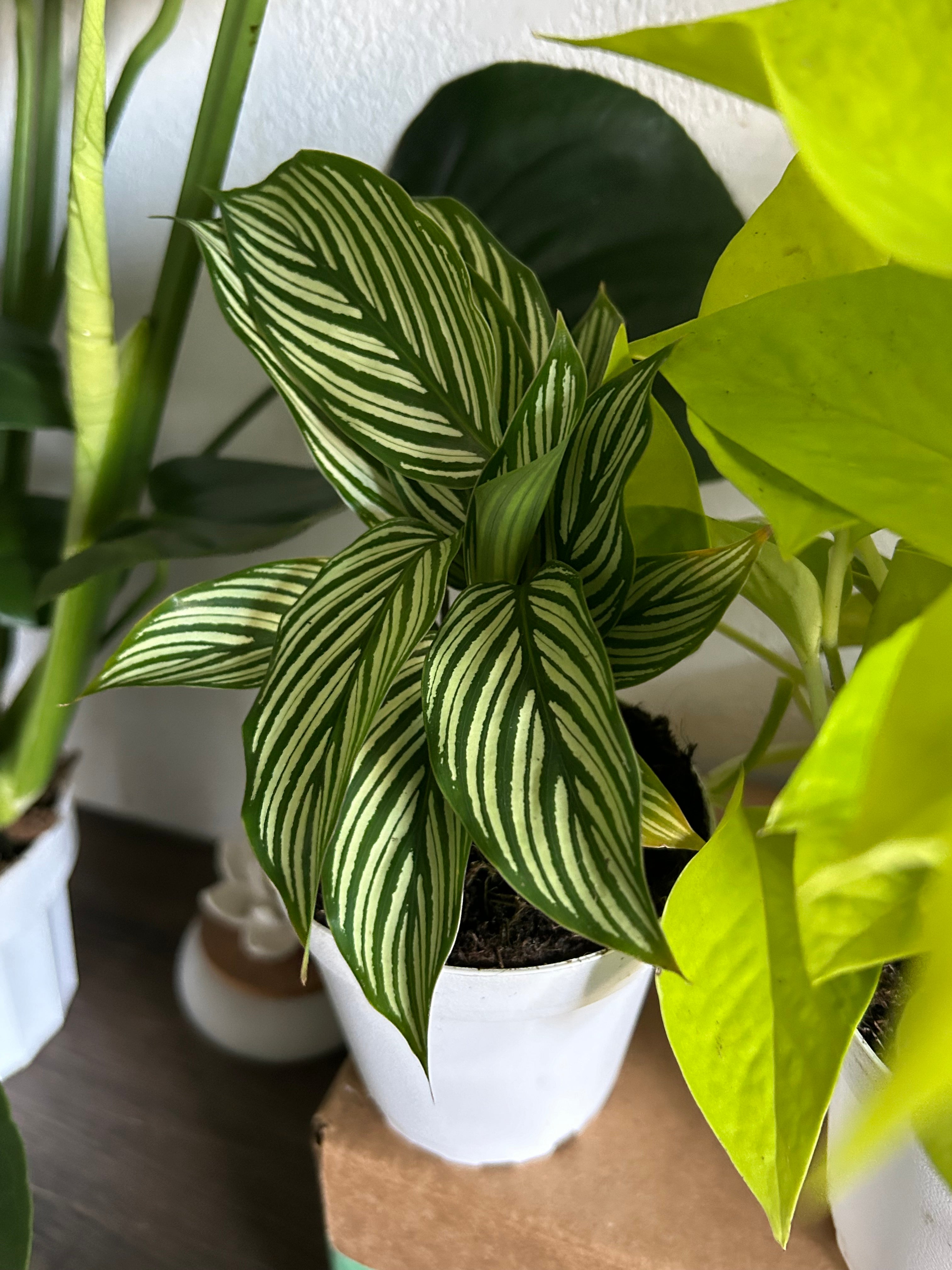 Mystery Plant Box - 4 House Plants