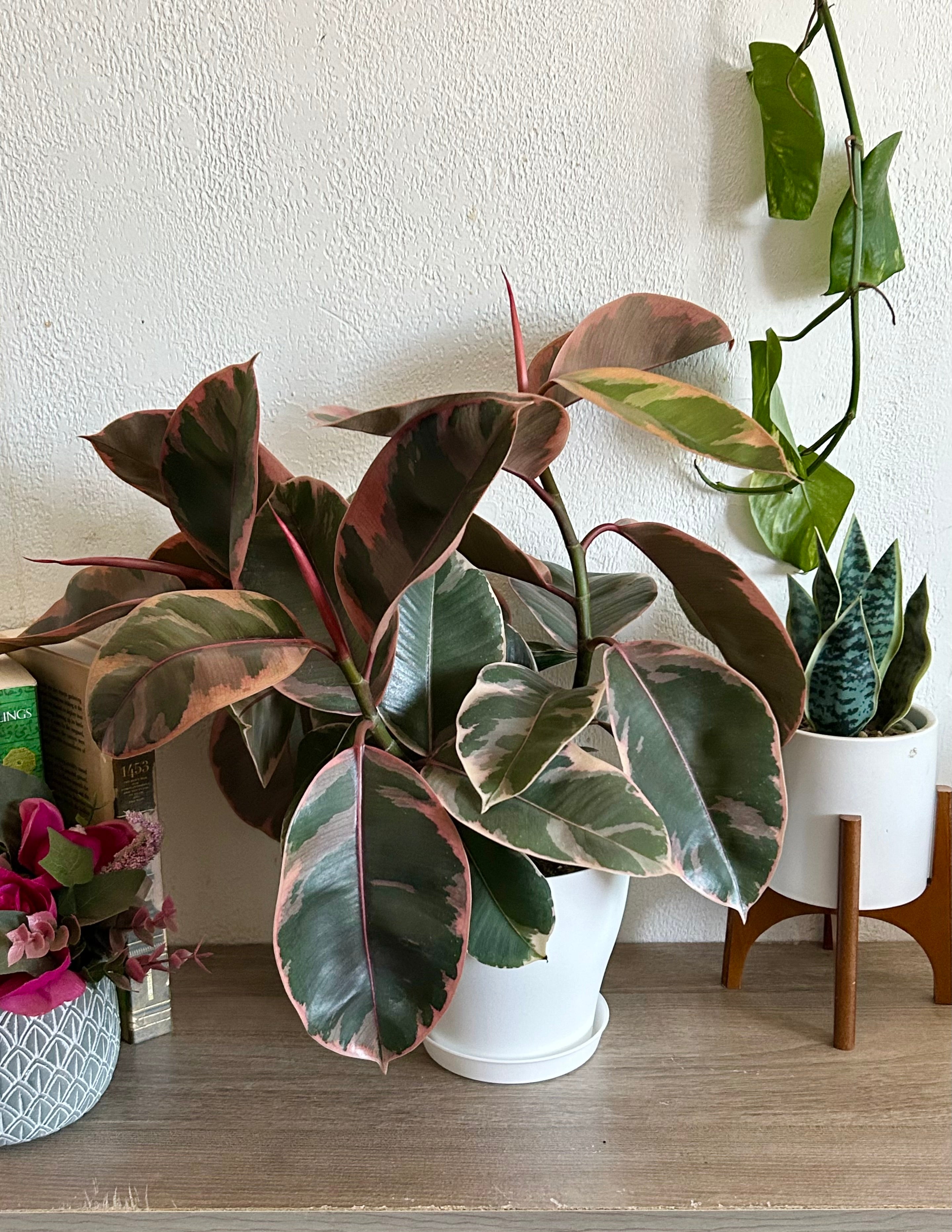rubber tree tineke ruby Ficus Tineke, Ruby Rubber Tree