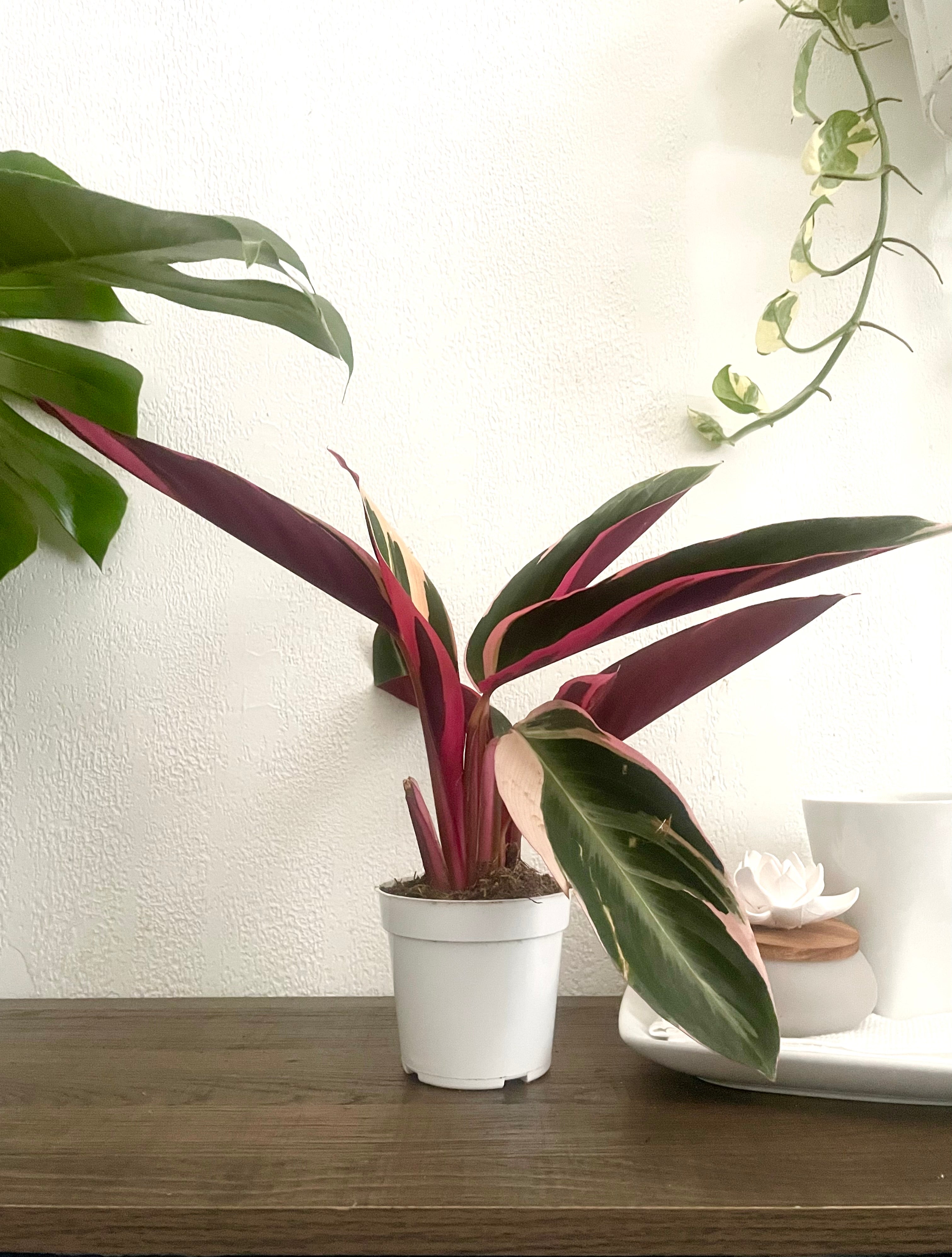 Stromanthe Triostar Live House Plant In 4 Inch Pot