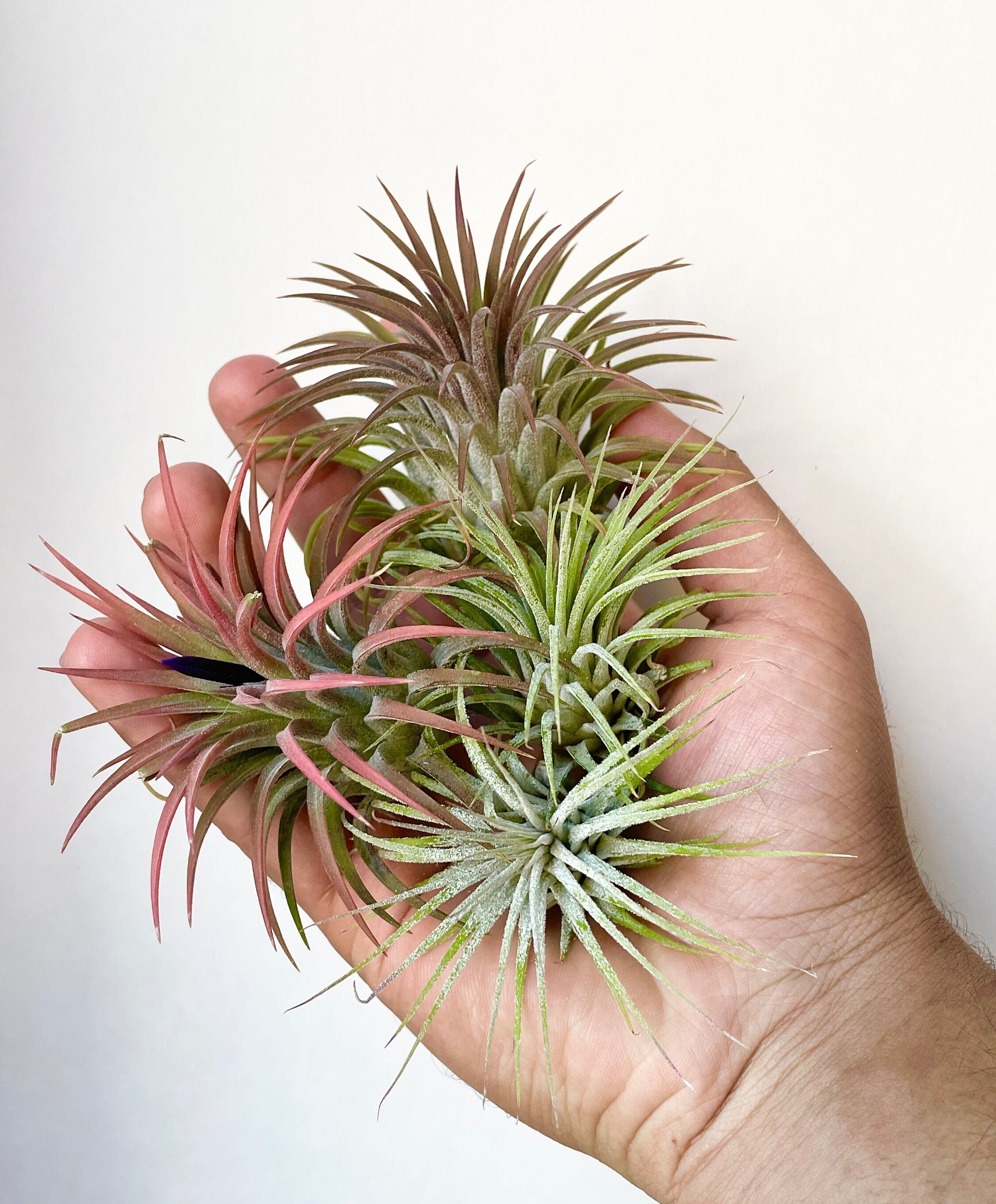 ionantha tillandsia air plants