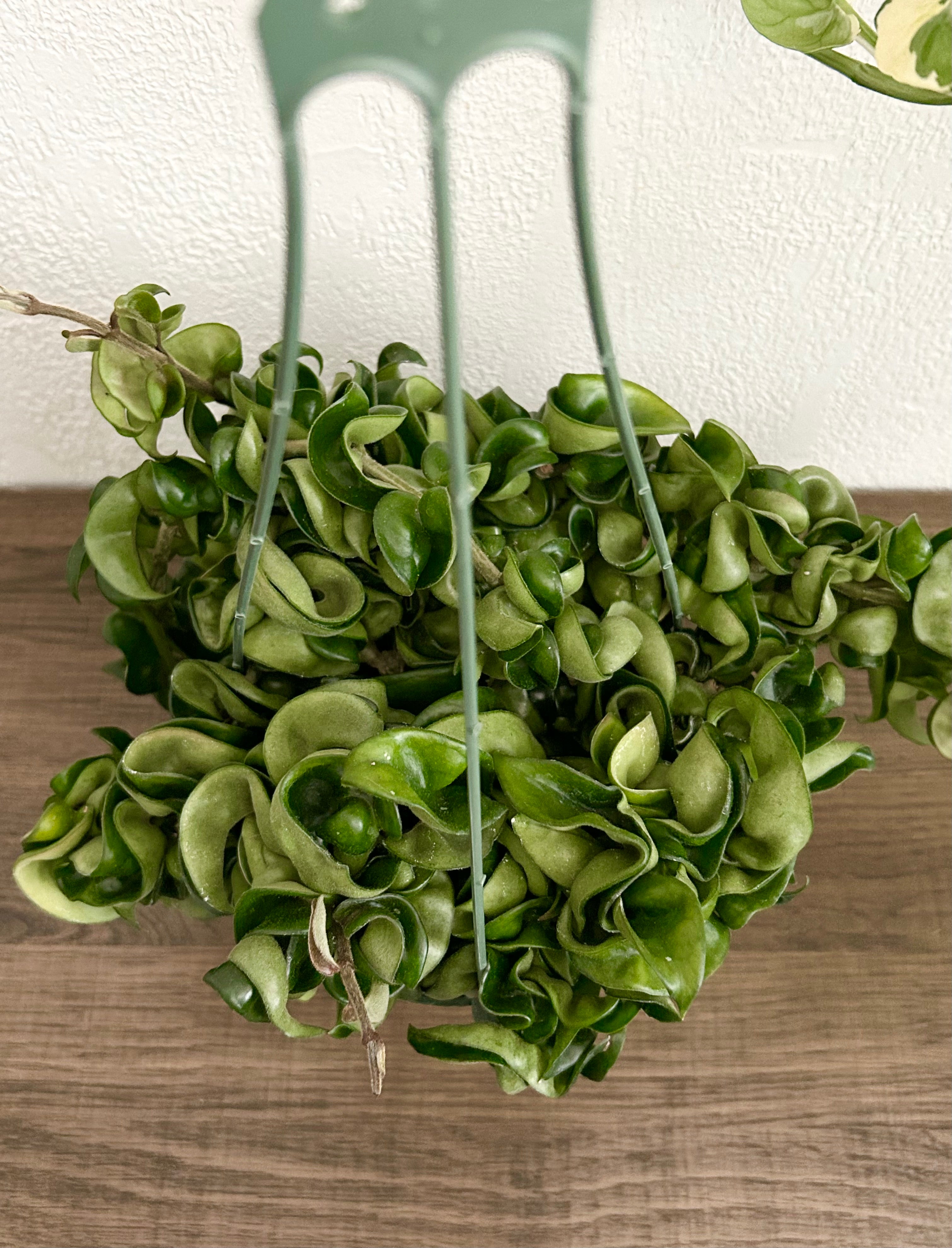 Hoya Compacta “Hindu Rope” House Plant - In 6” Hanging Plant