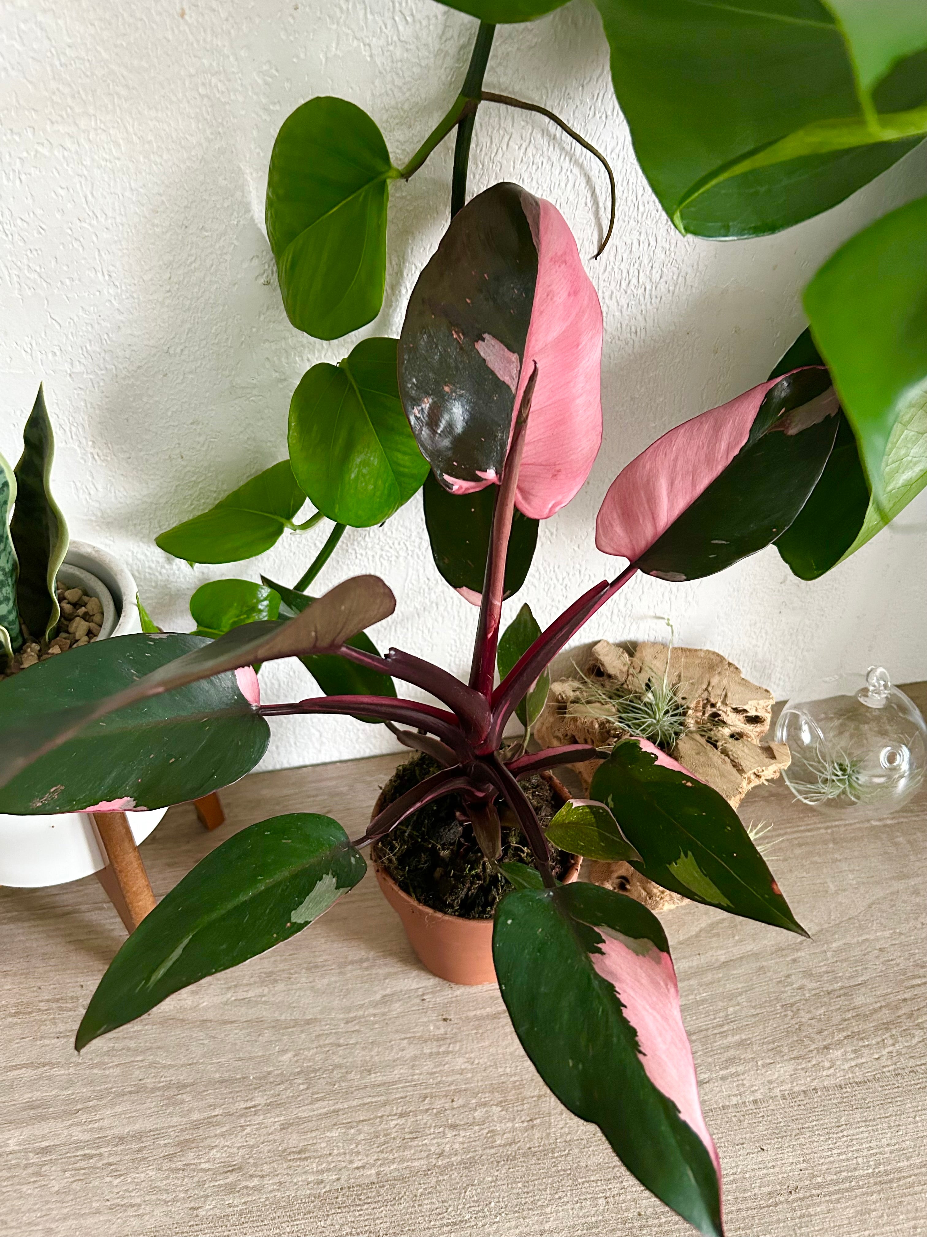 philodendron pink princess temperature Pink Princess Philodendron