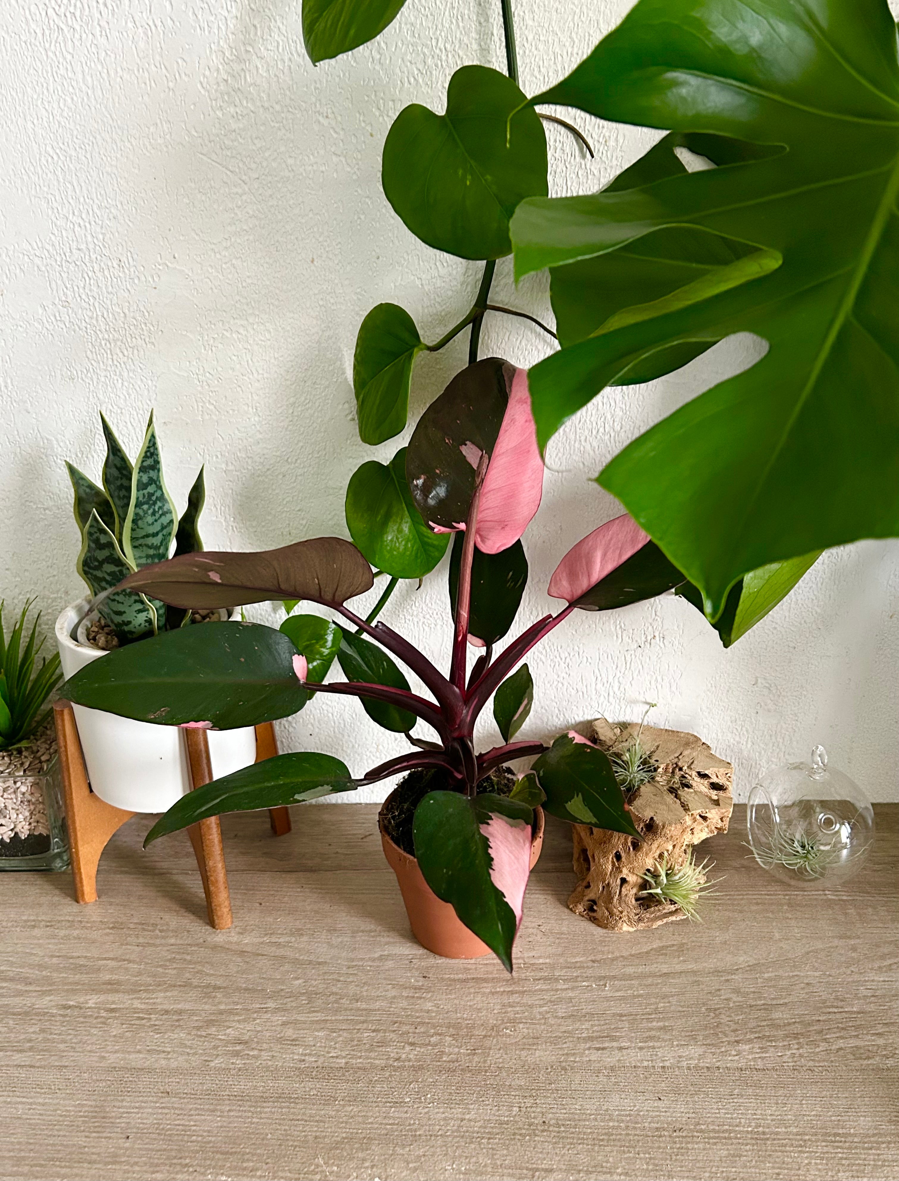 Pink Princess Philodendron