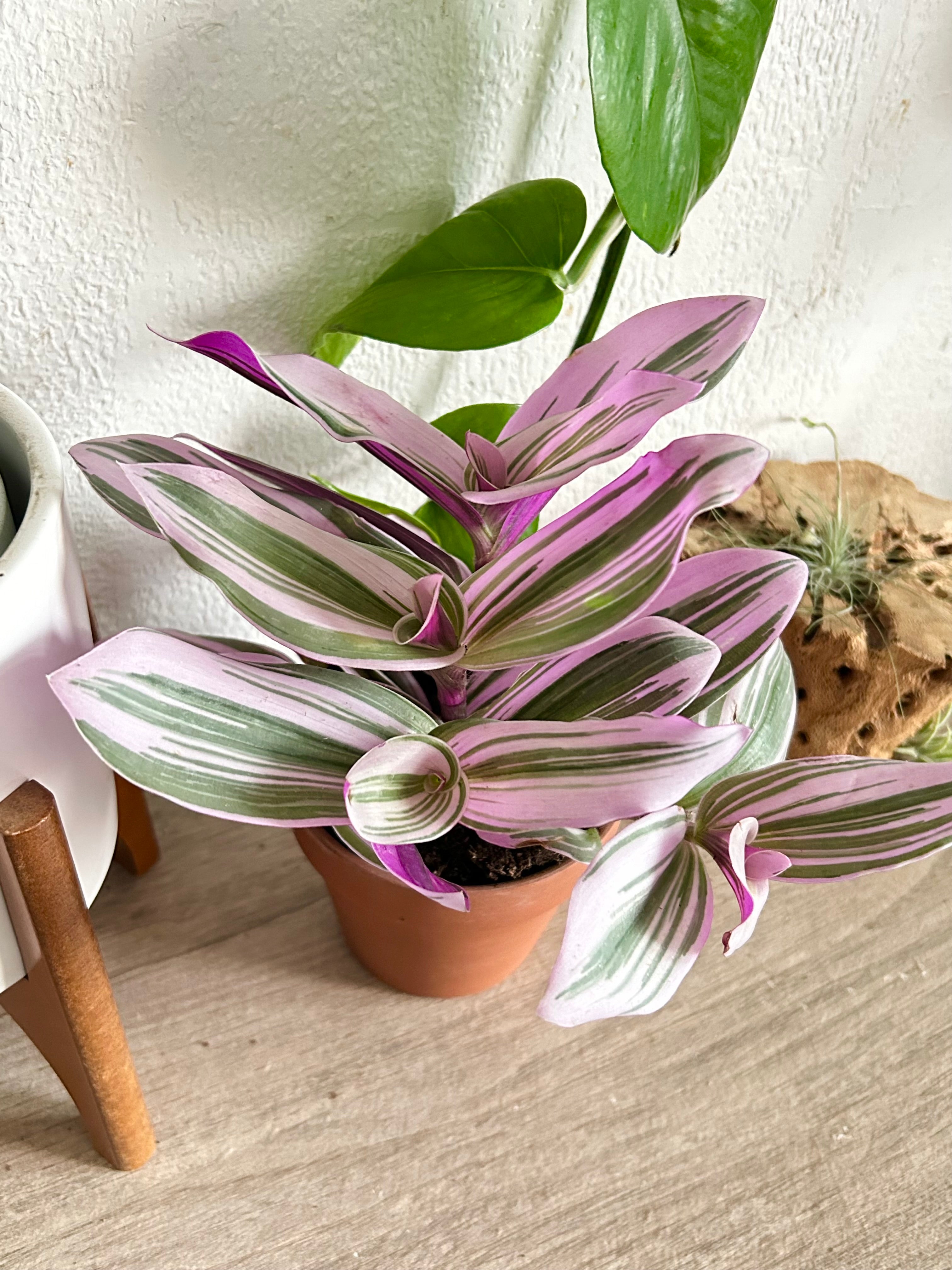 tradescantia nanouk potting mix Tradescantia “Nanouk”