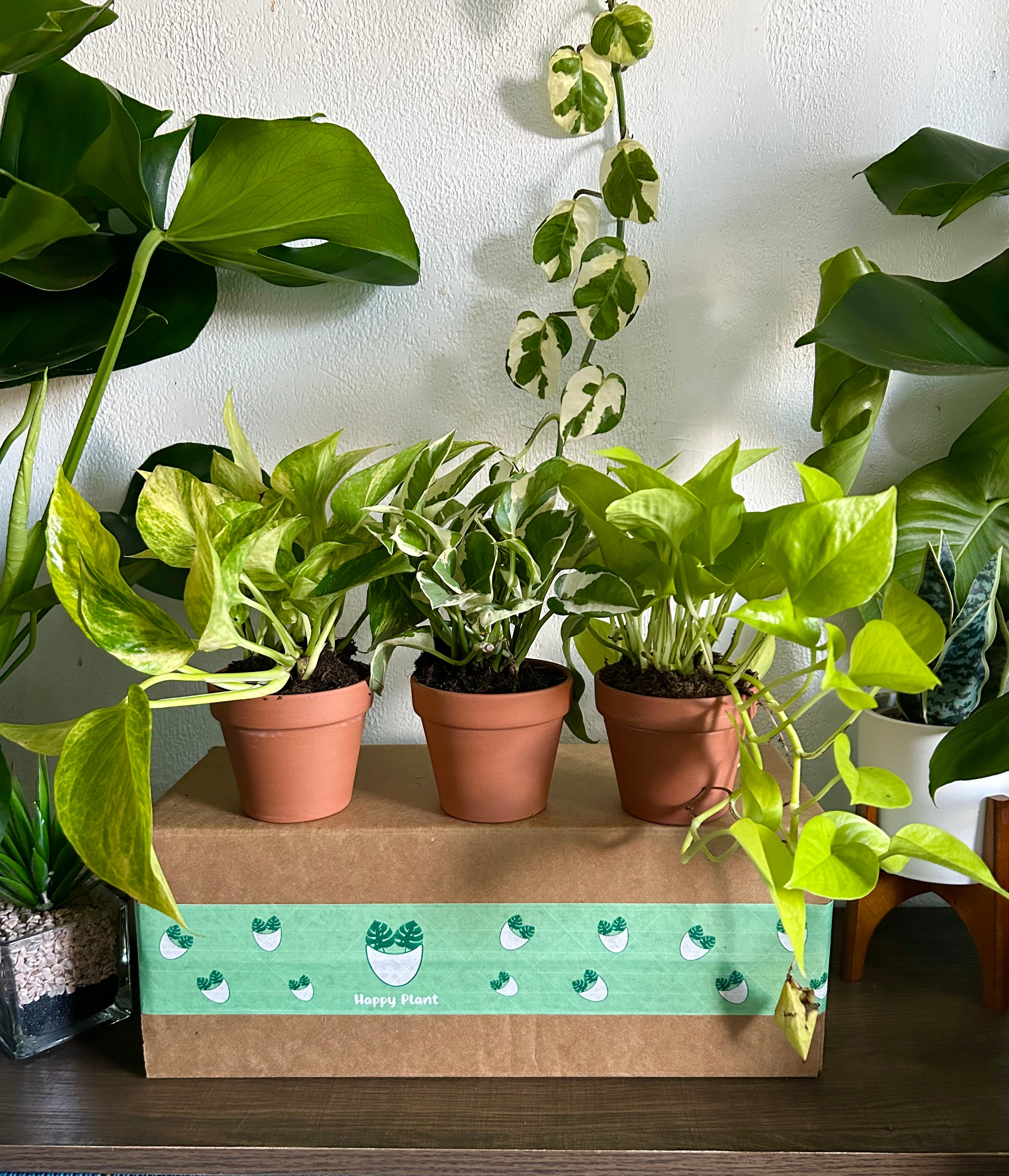 pothos design Pothos Variety Pack