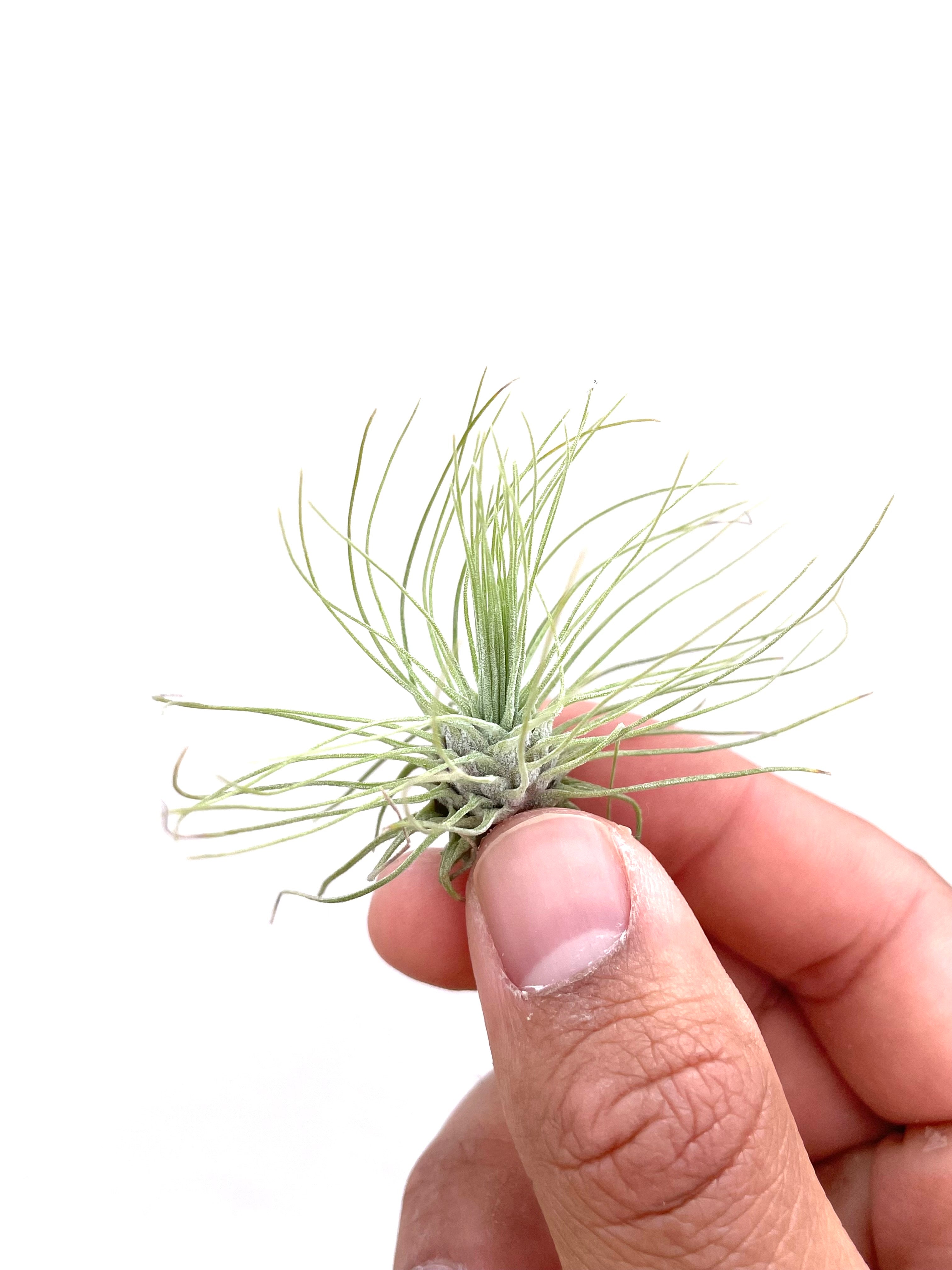 10 Pack of Baby Air Plants Tillandsia Fuchsii