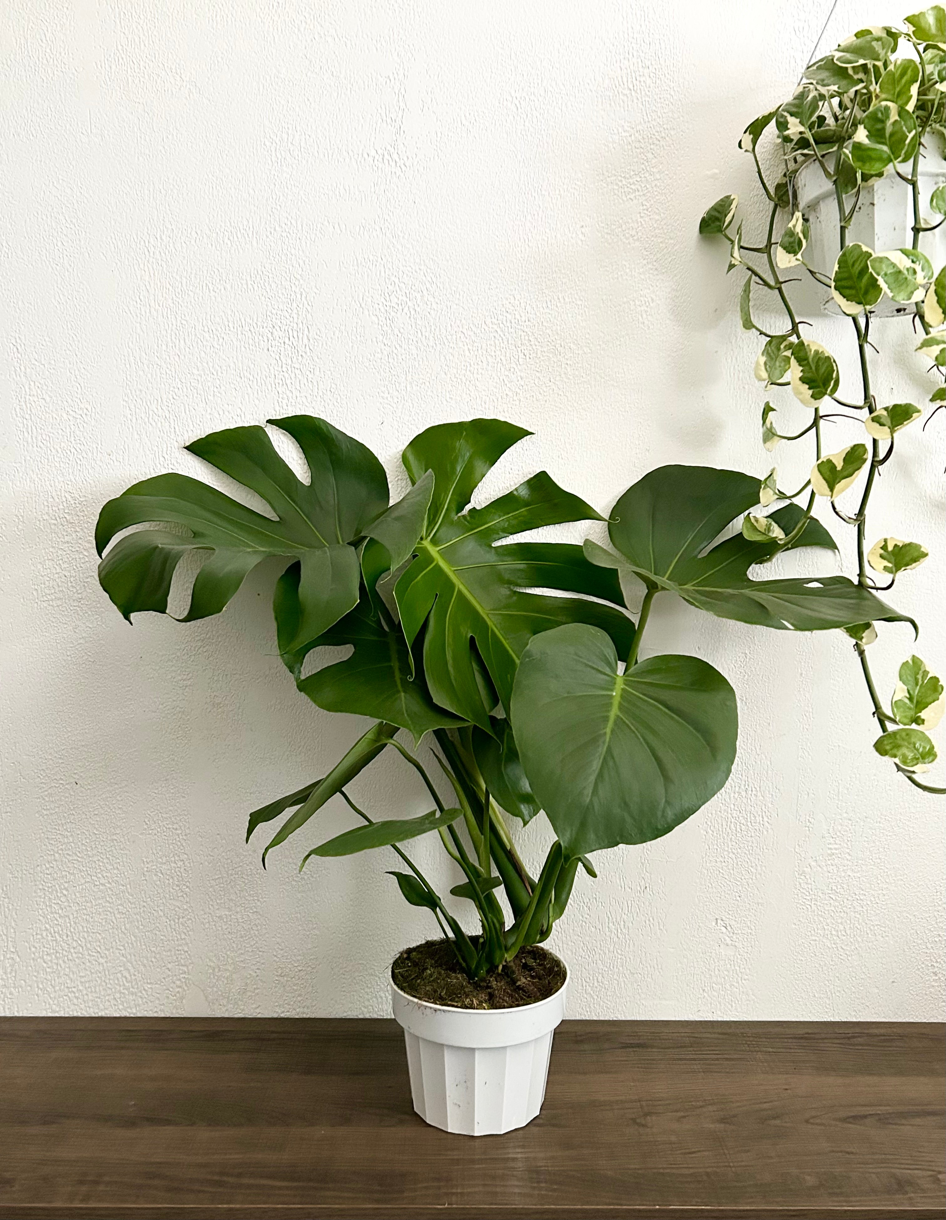 large monstera plant Large Form Monstera Deliciosa Live Plant - 6” Pot