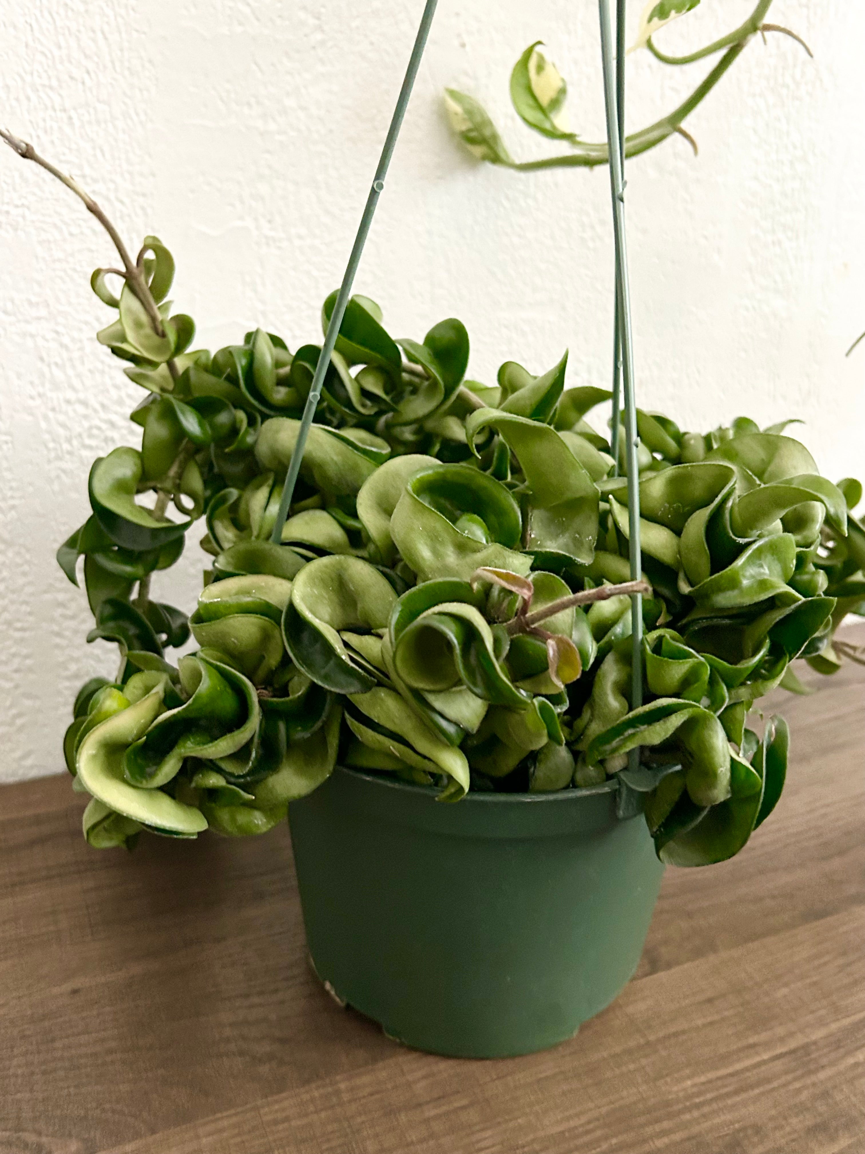 Hoya Compacta “Hindu Rope” House Plant - In 6” Hanging Plant