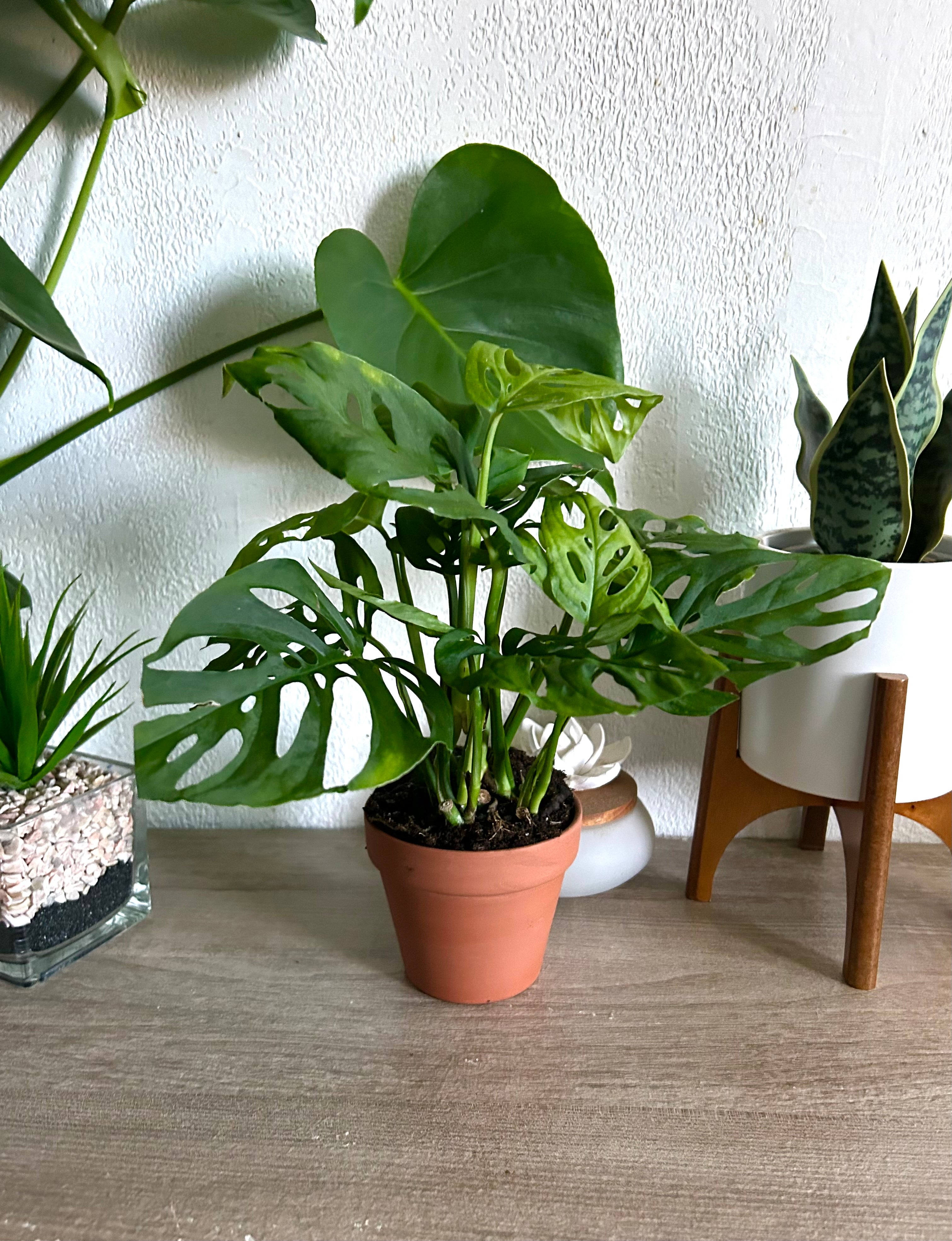 Monstera Adansonii - Swiss Cheese Plant