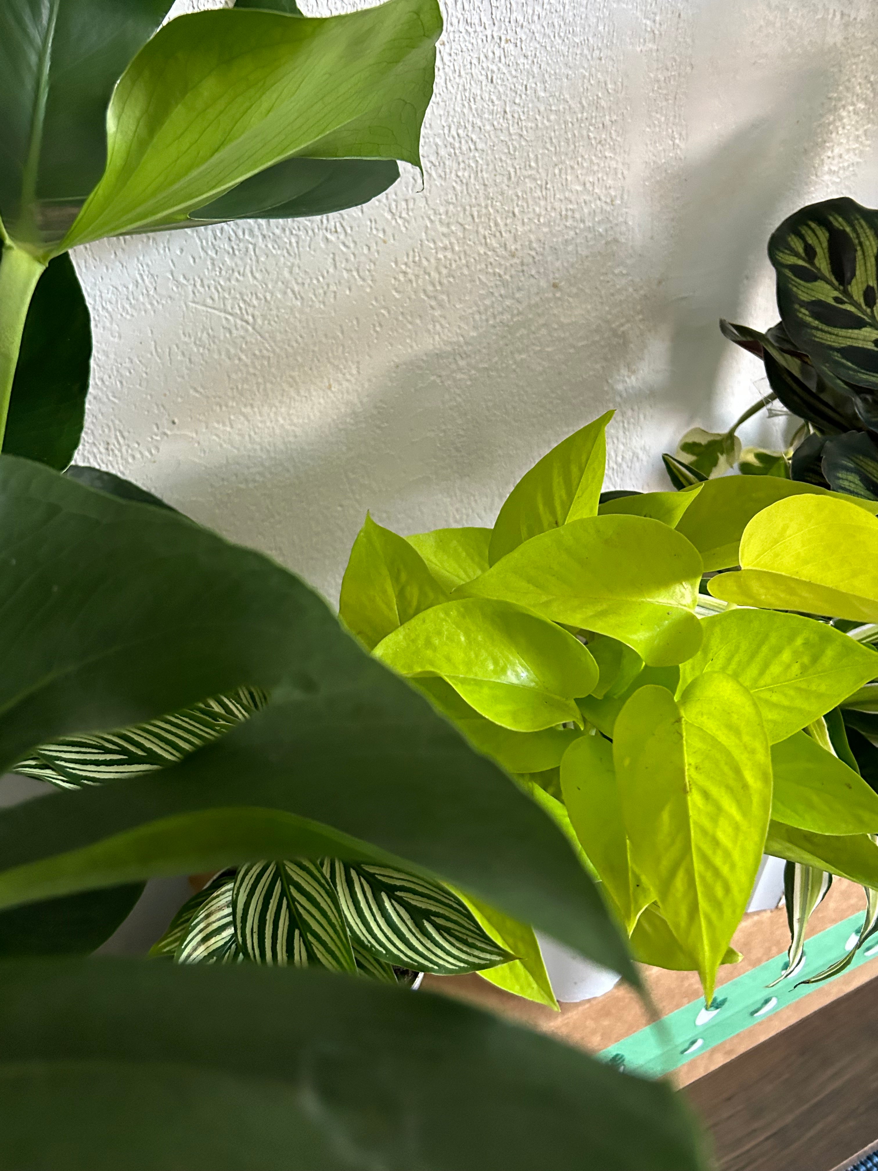 Mystery Plant Box - 4 House Plants