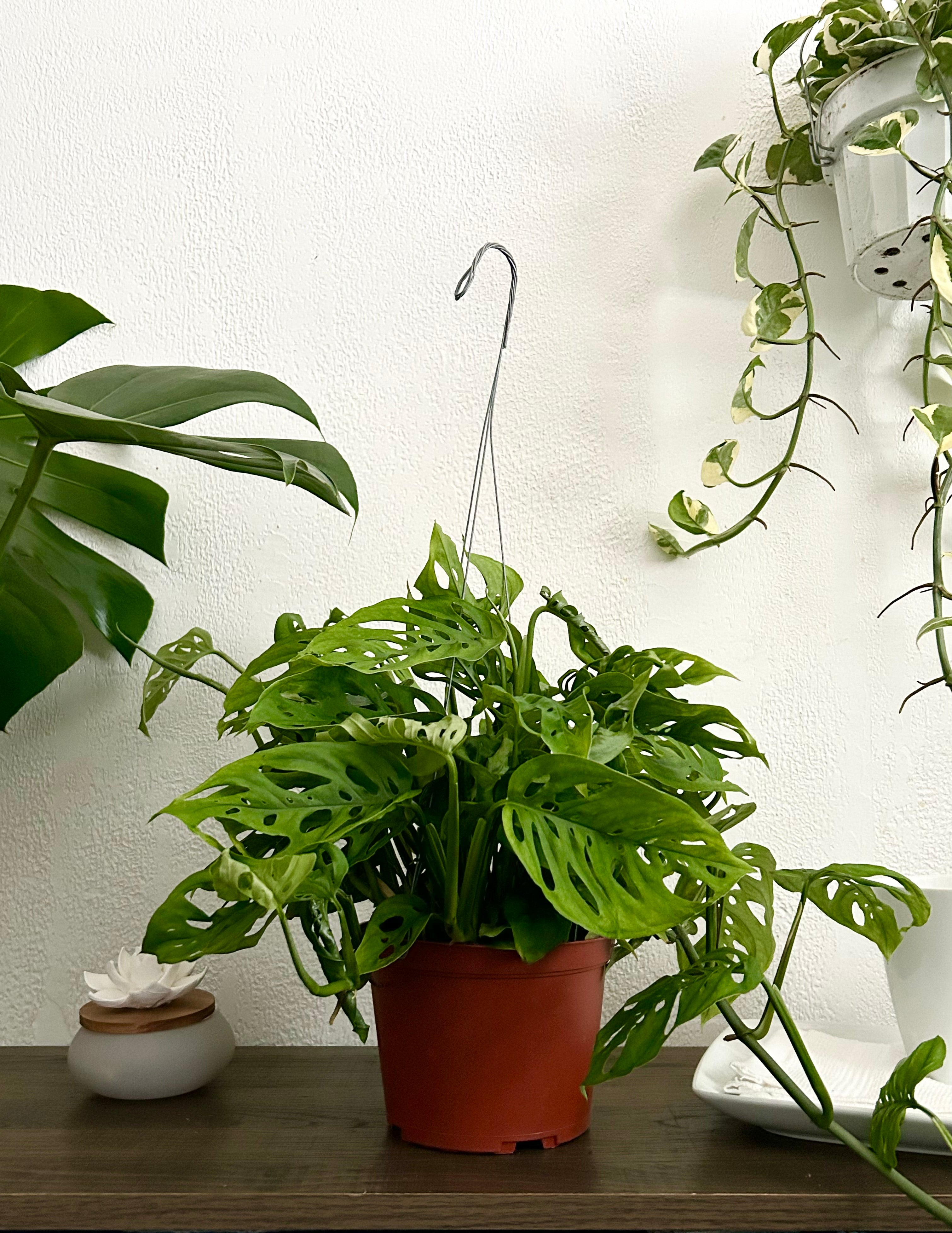 monstera adansonii hanging Monstera Andonsonii Live Trailing Plant In 6” Hanging Pot