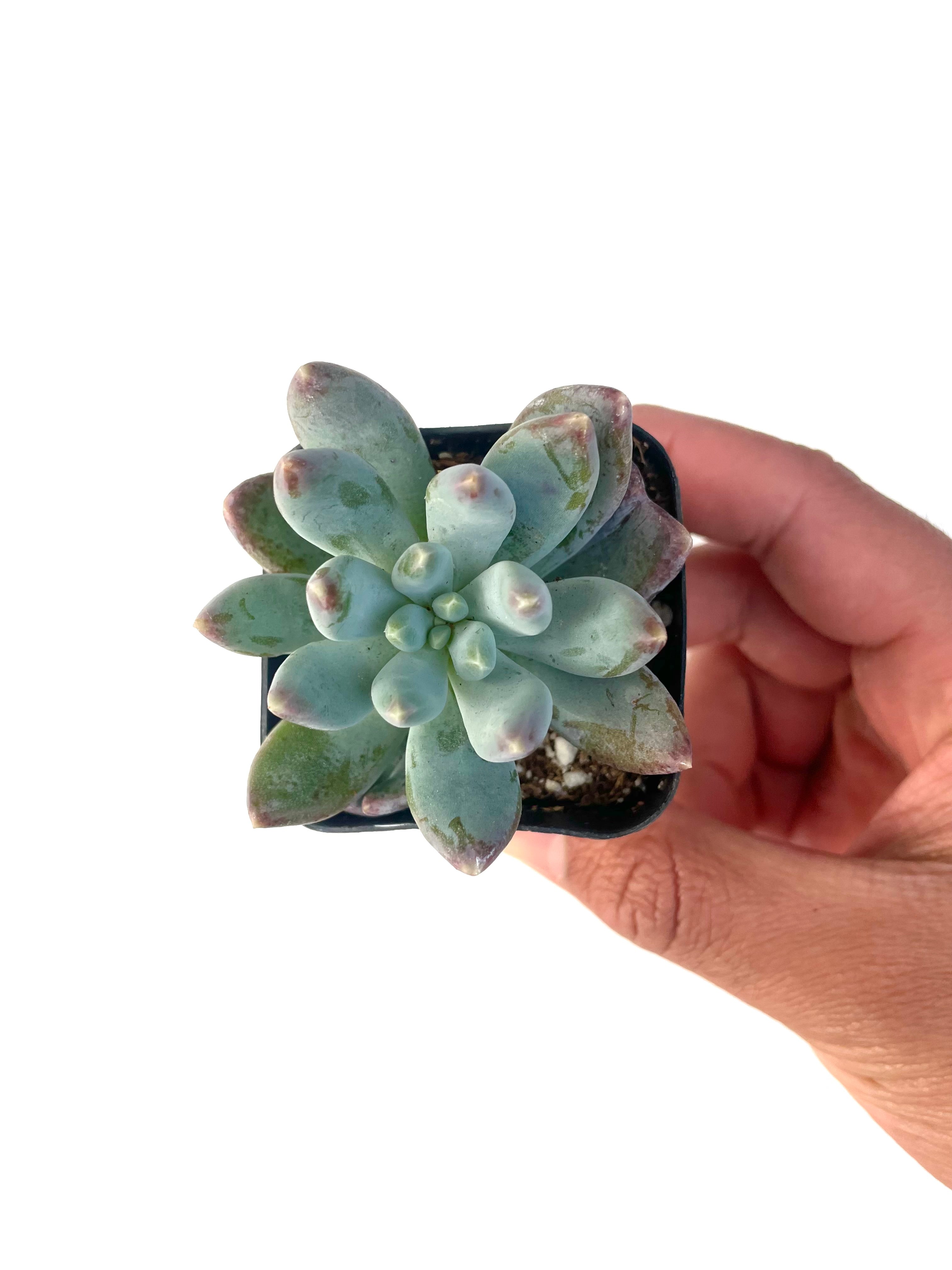 Bulk Succulents For Events and Weddings - Custom Order