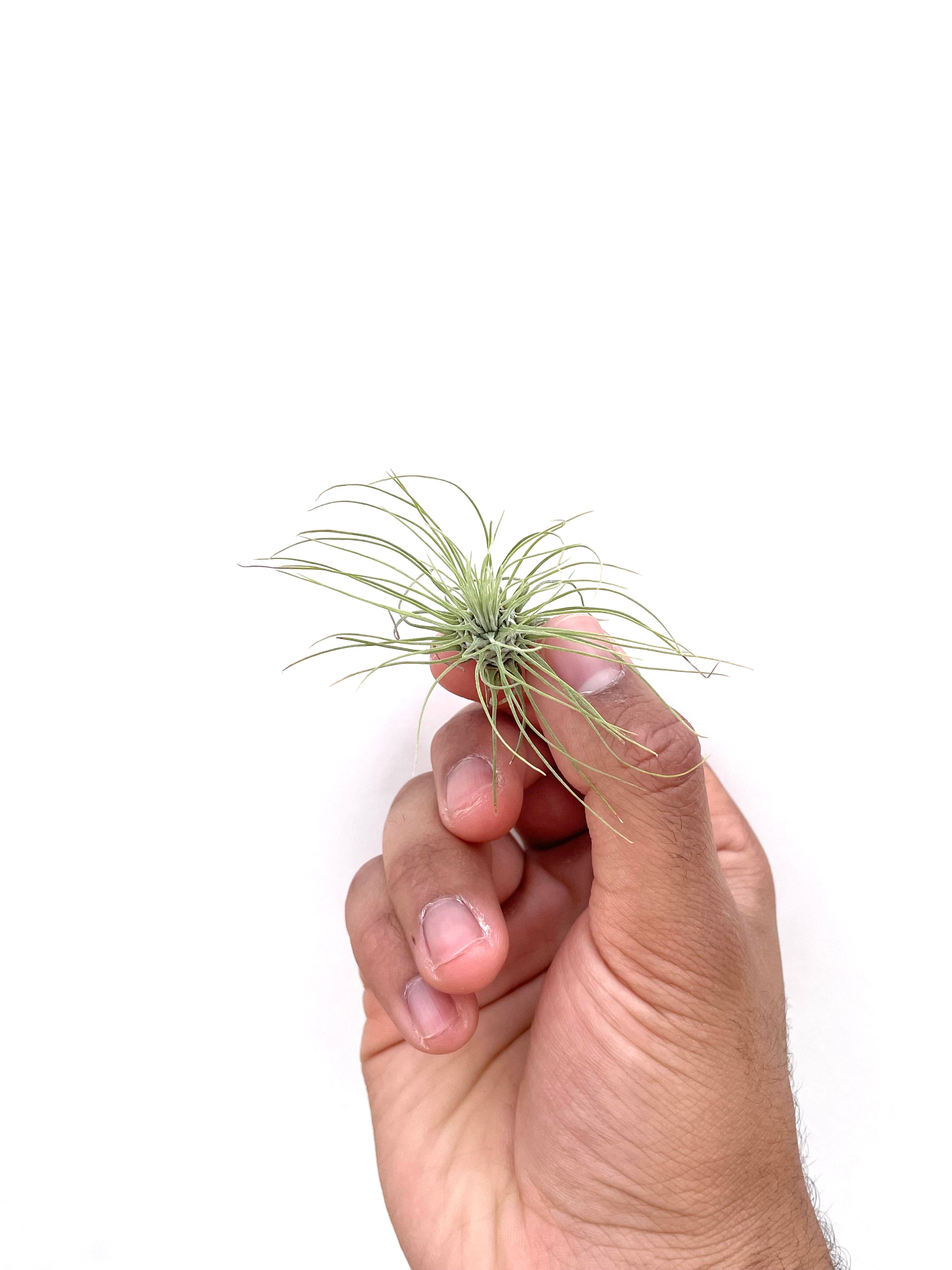10 Pack of Baby Air Plants Tillandsia Fuchsii