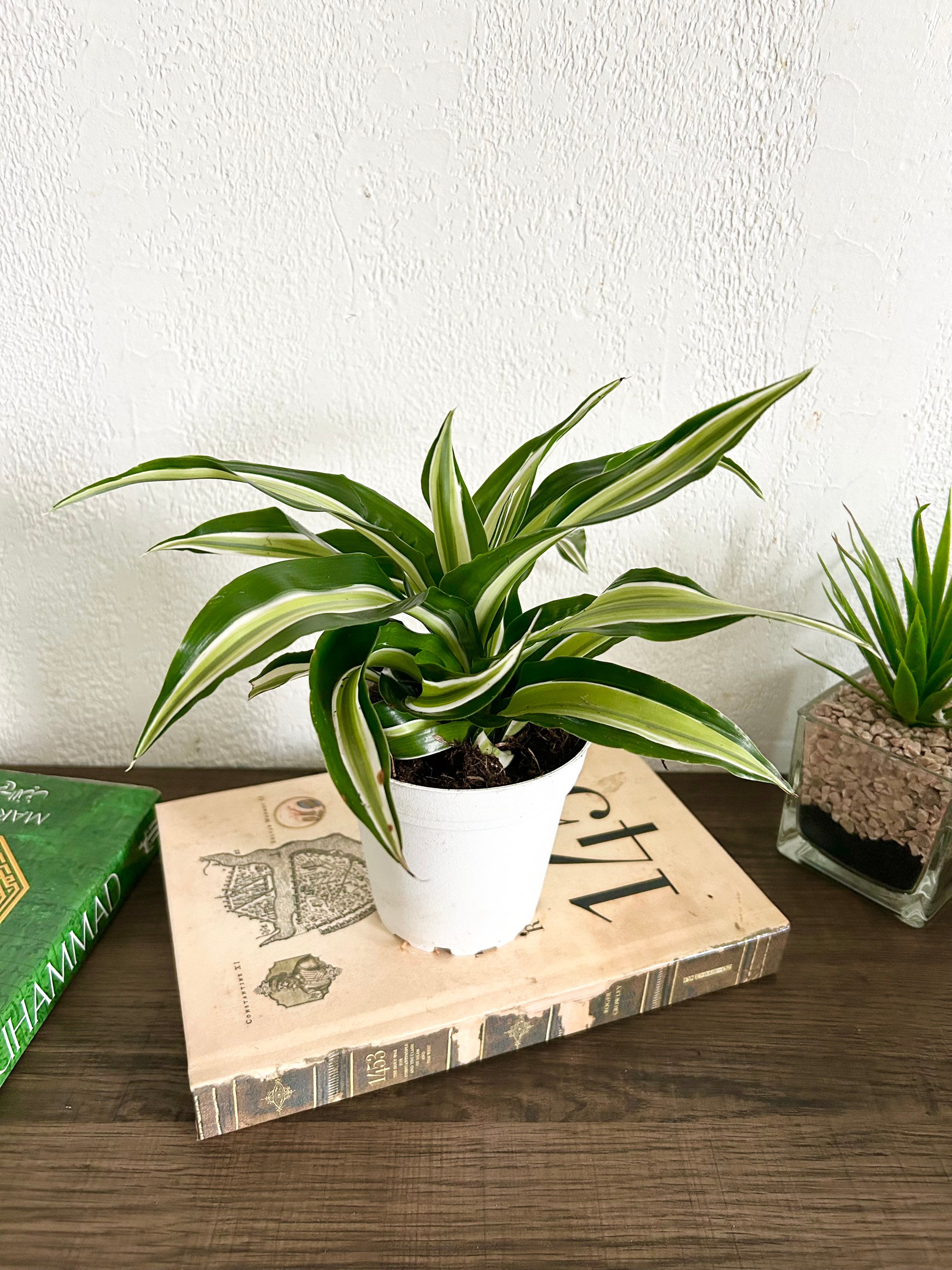 dracaena happy plant Dracaena Malaika