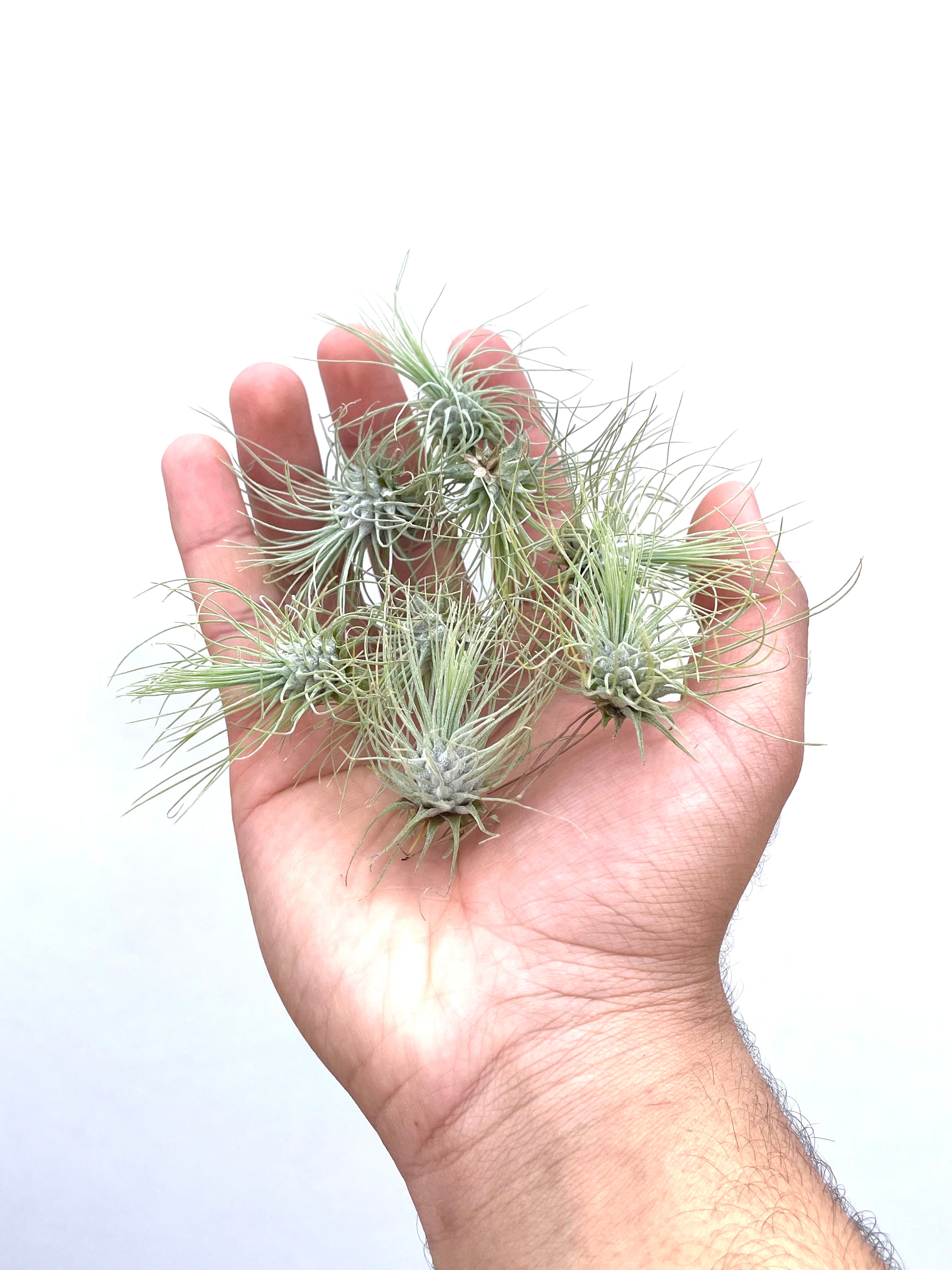 10 Pack of Baby Air Plants Tillandsia Fuchsii