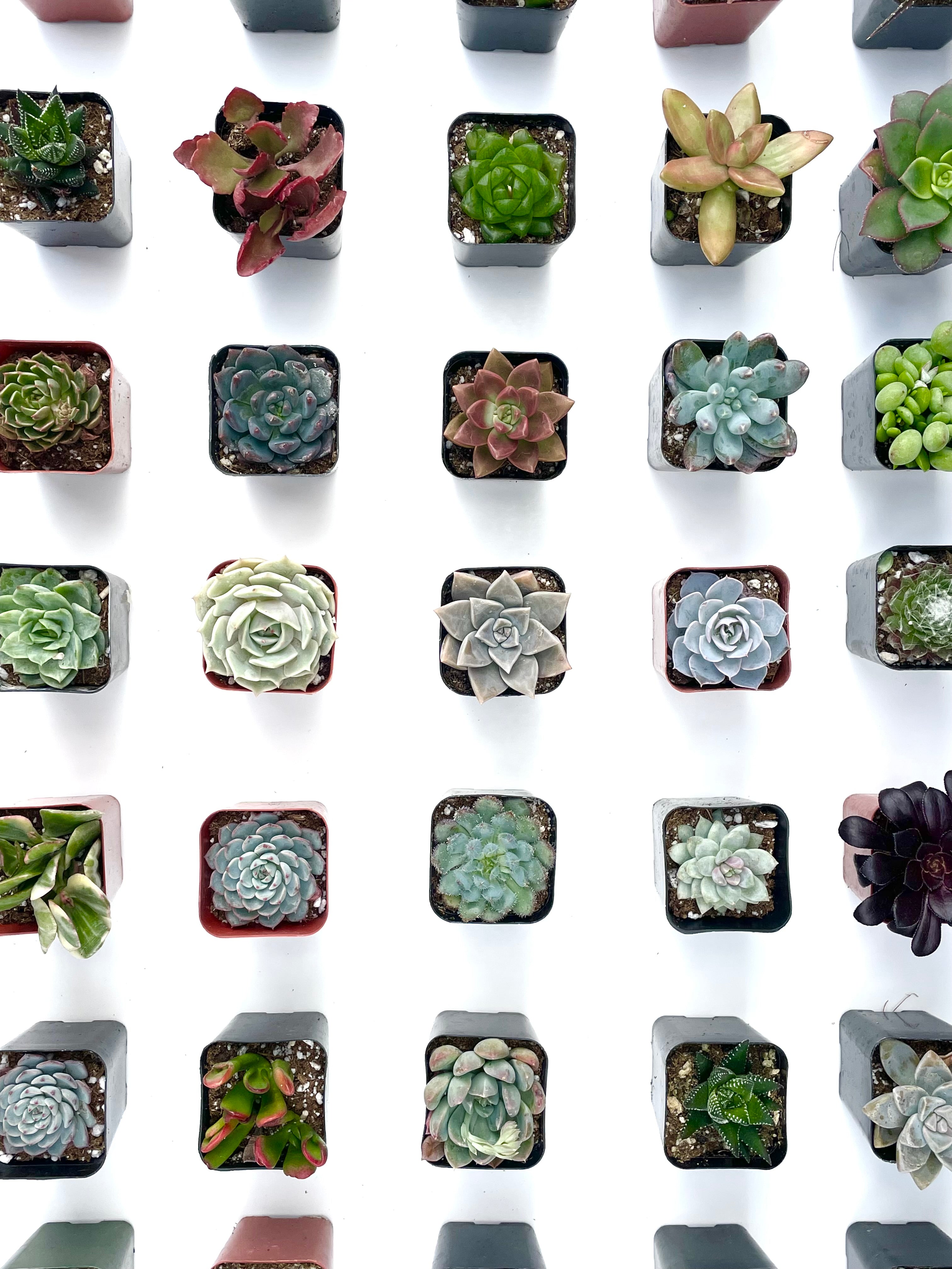 succulent bulk pack Bulk Succulents For Events and Weddings