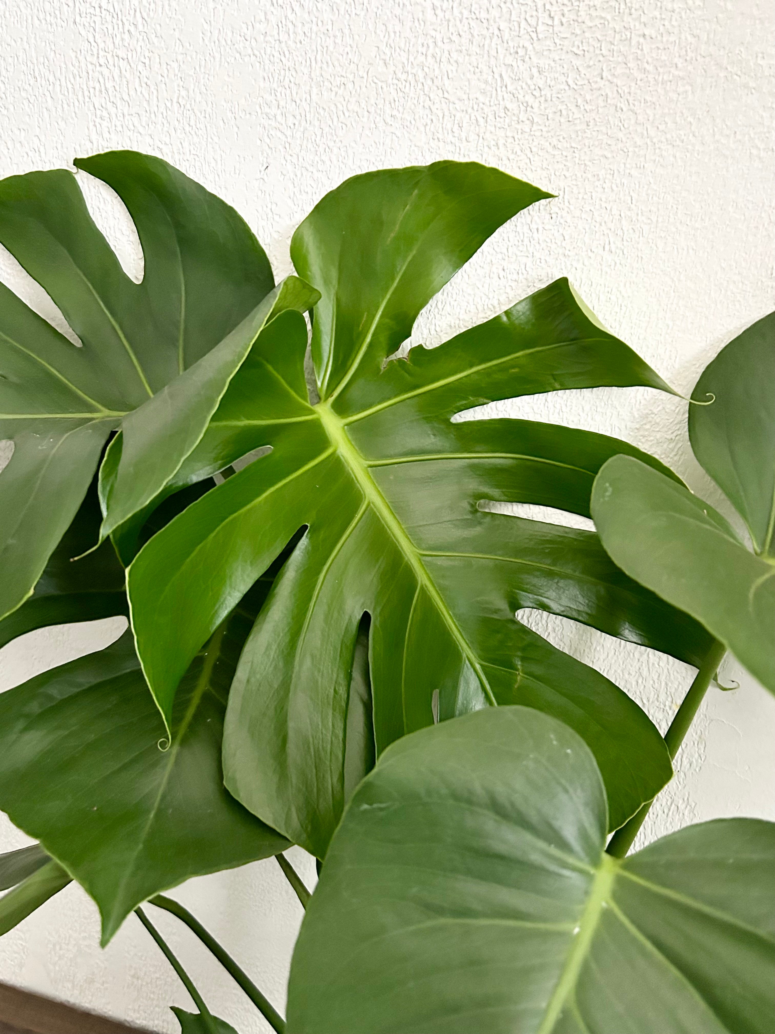 Large Form Monstera Deliciosa Live Plant - 6” Pot