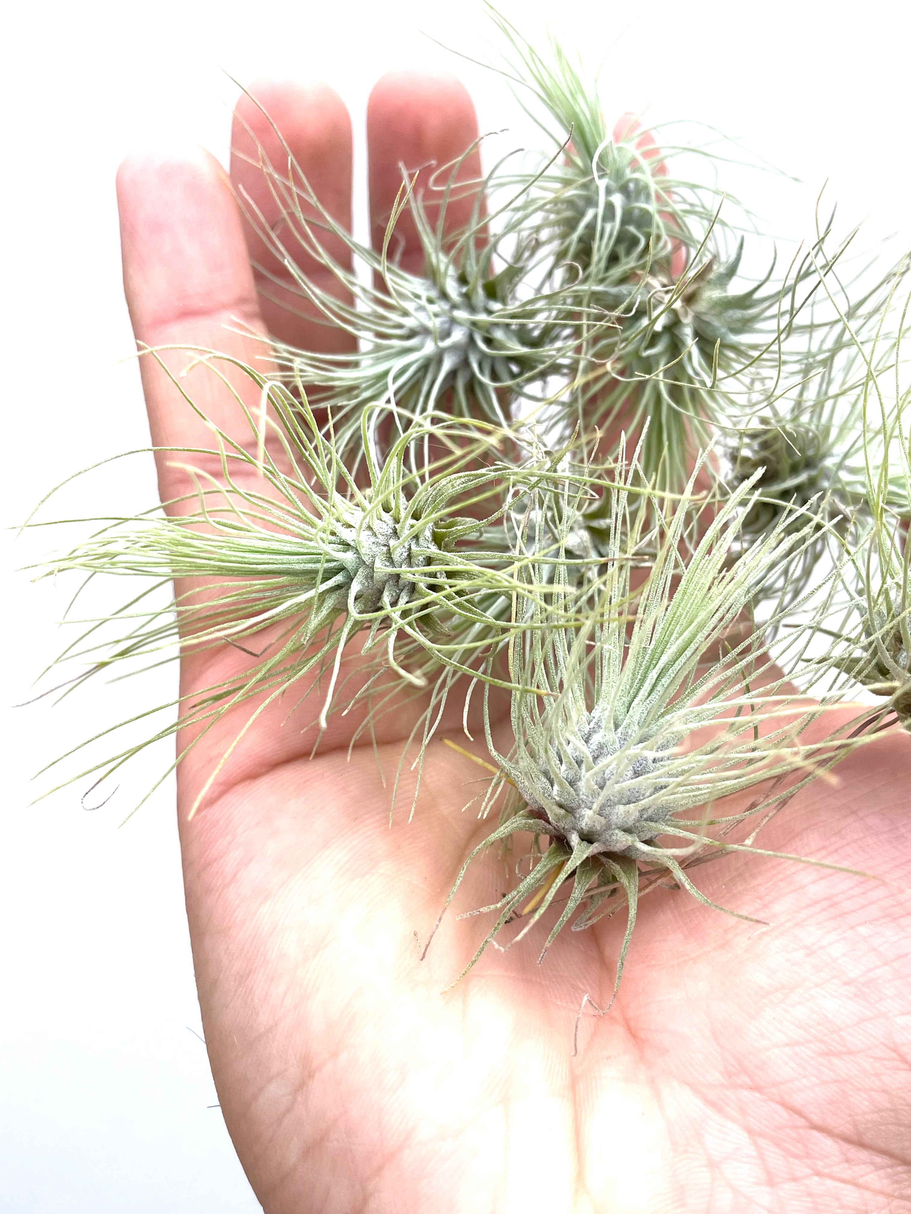 10 Pack of Baby Air Plants Tillandsia Fuchsii