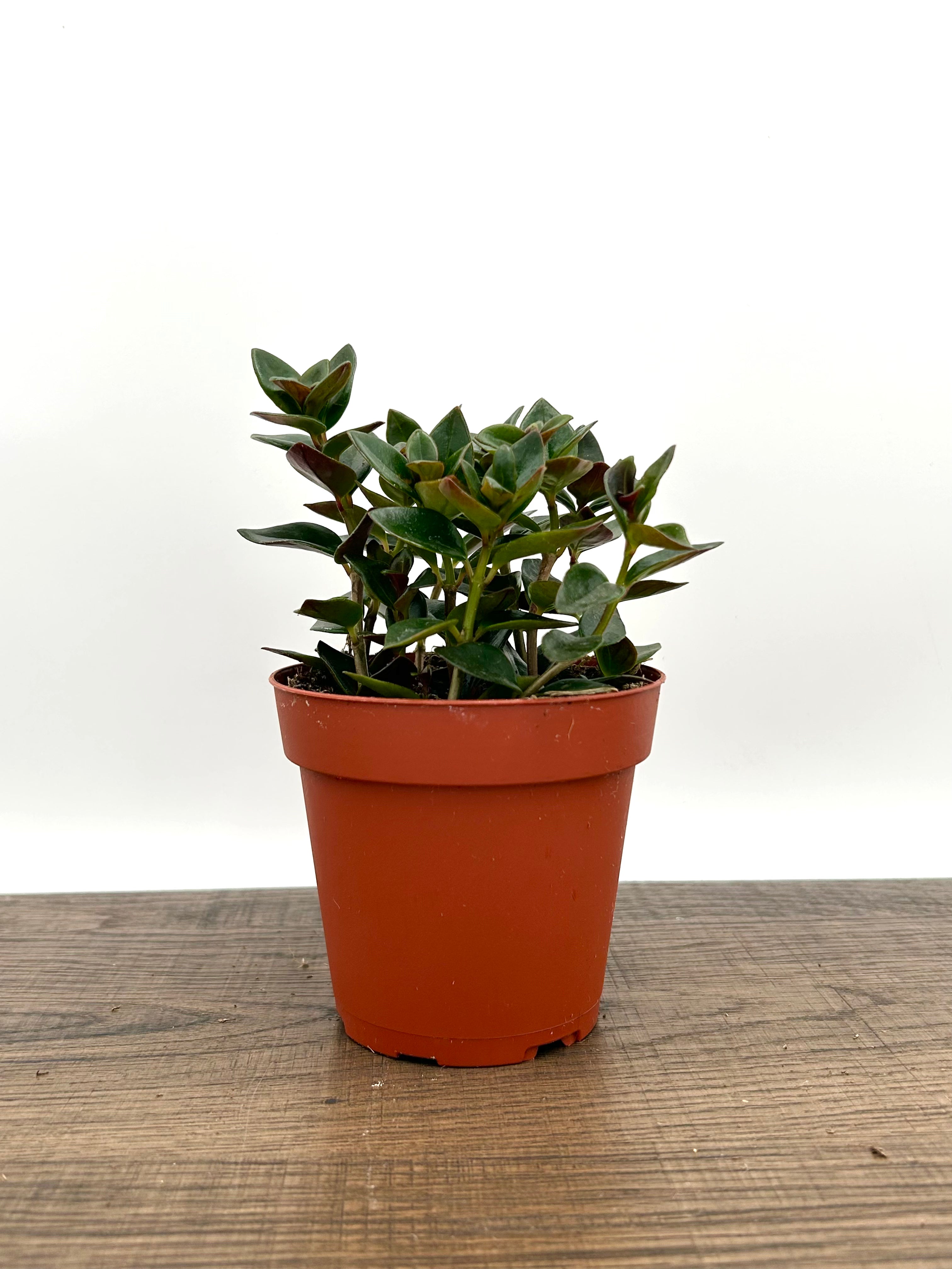 Goldfish Plant - Nematanthus Gregarius