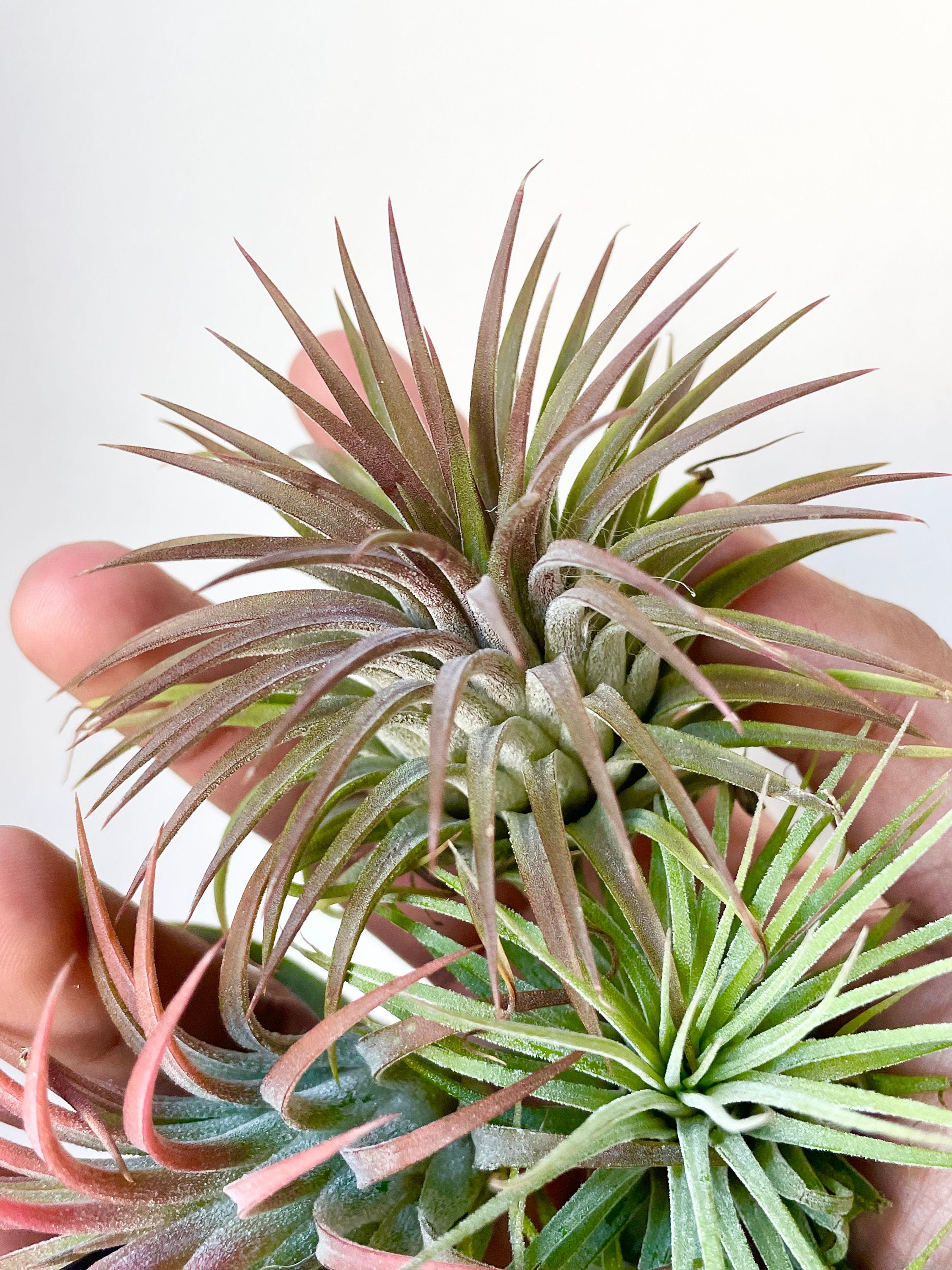 ionantha air plant