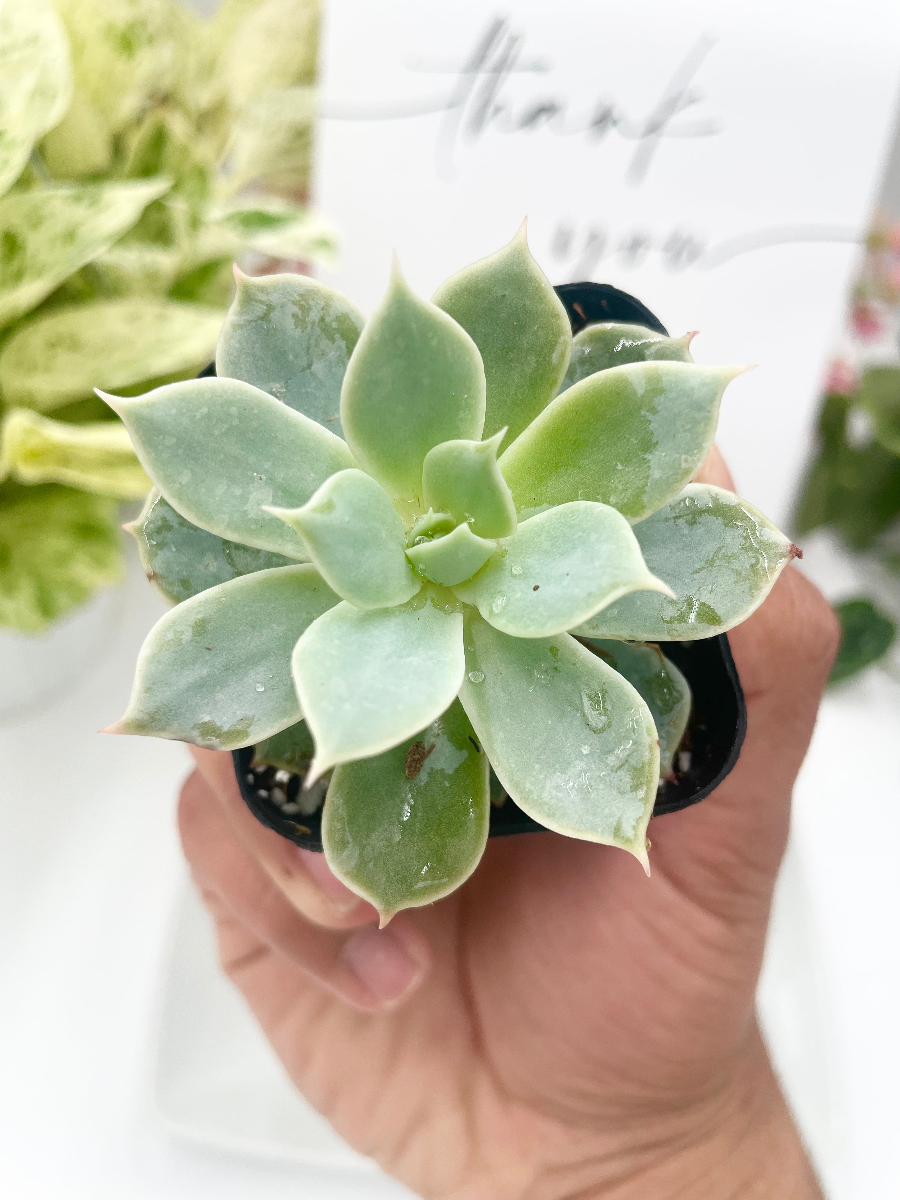 party favor blue succulent