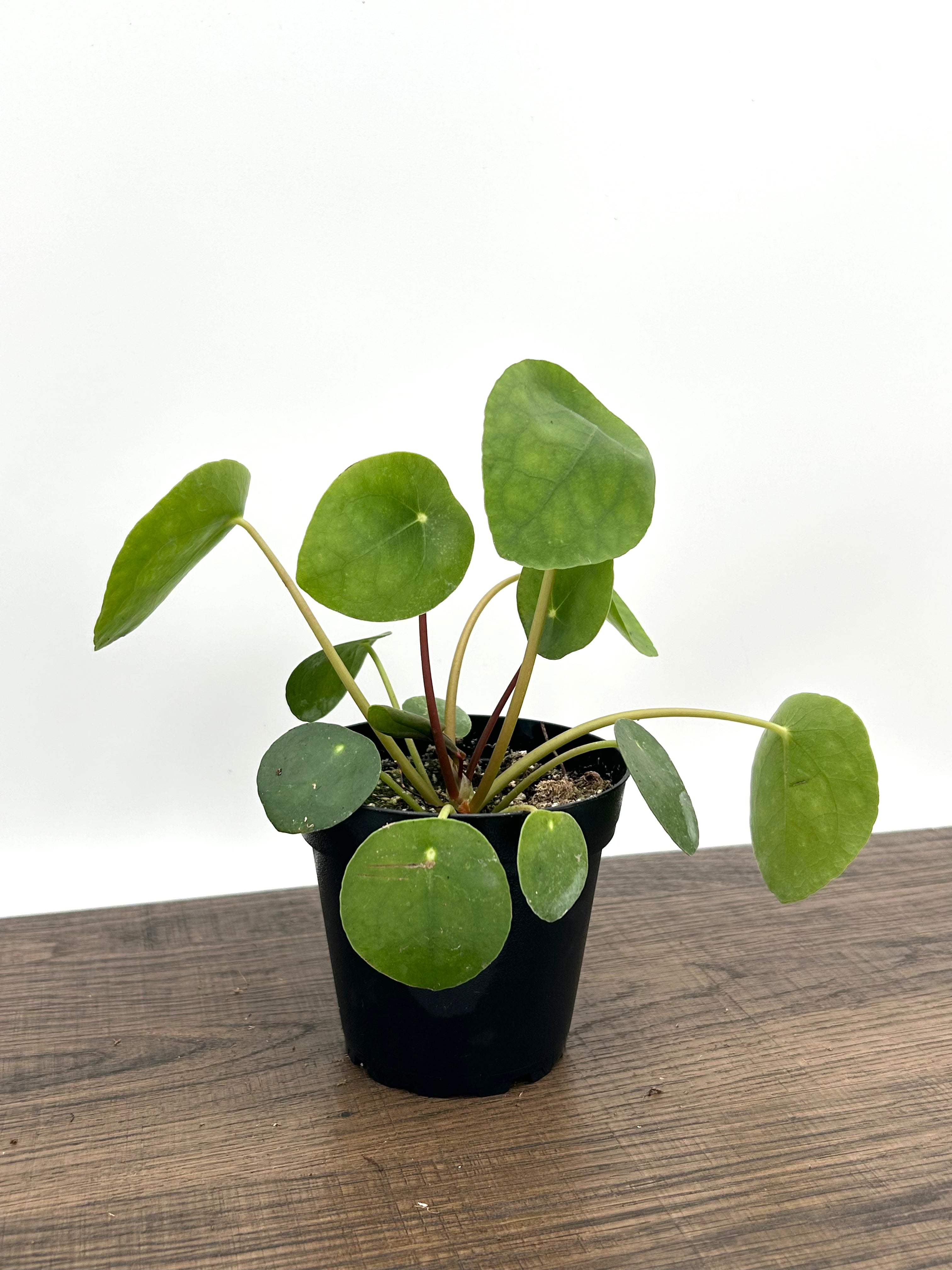 chinese money plant curled leaves Chinese Money Plant