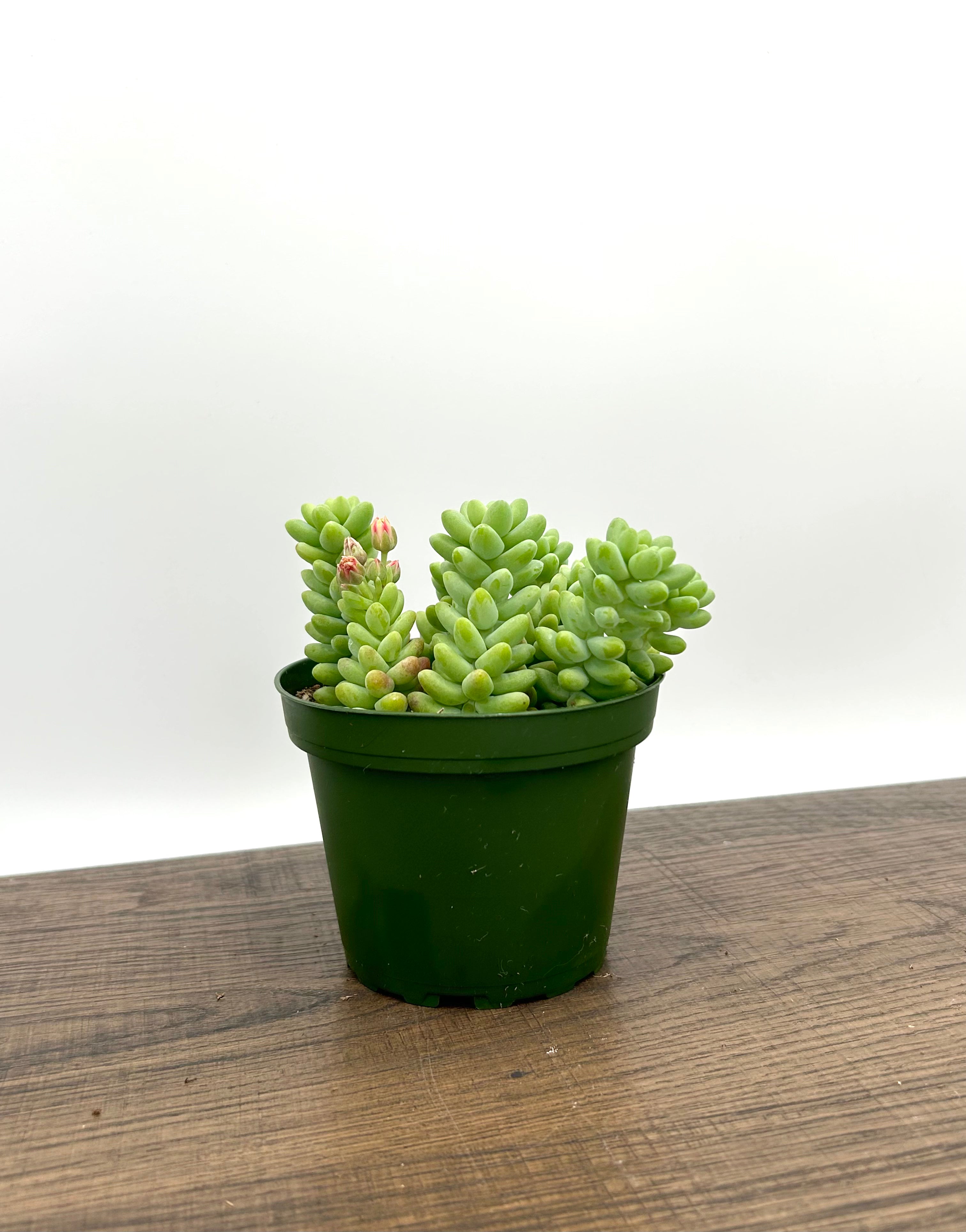 succulents like burro's tail Burro's Tail Succulent