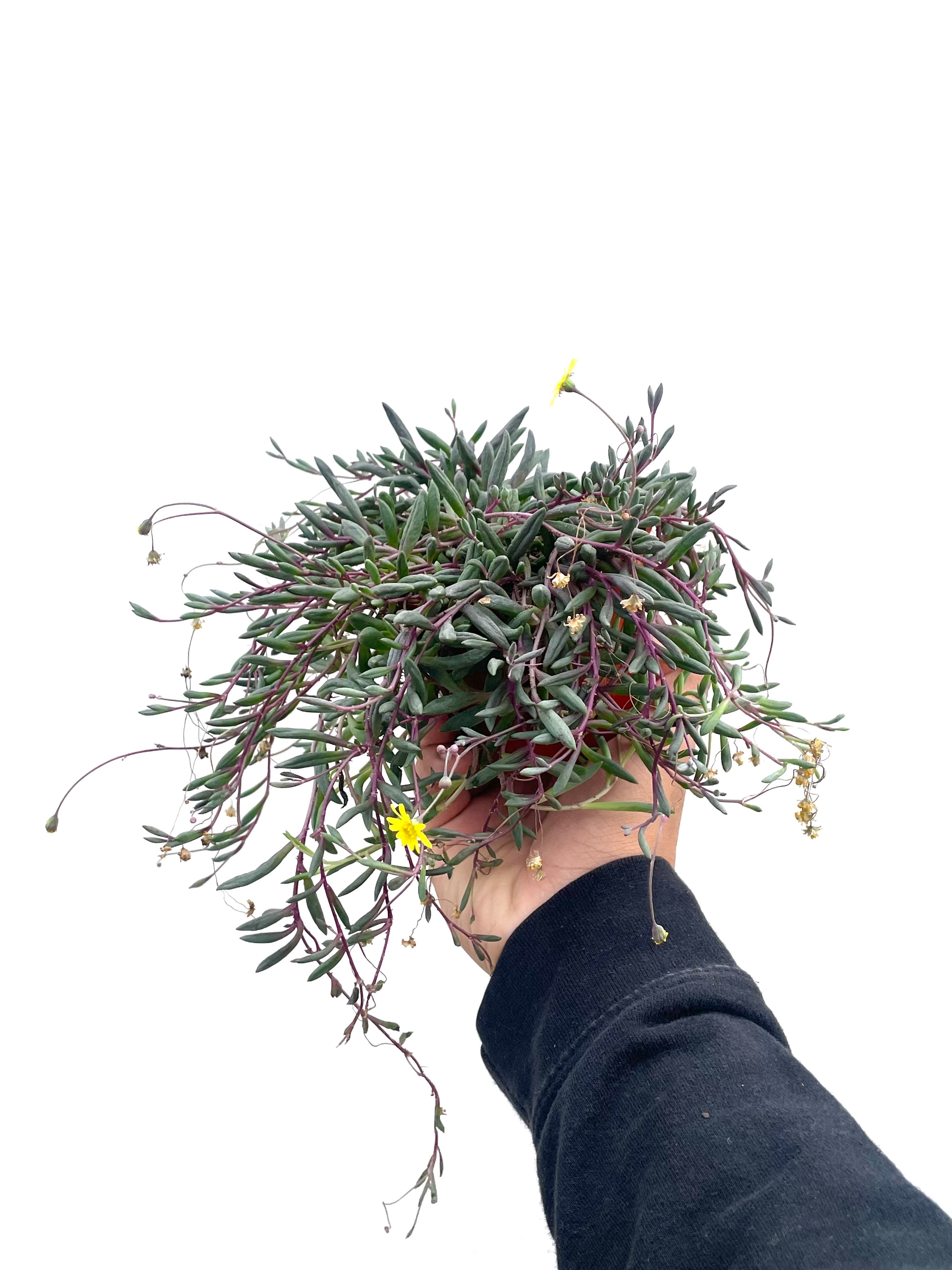 purple string succulent Ruby Necklace/Othonna Capenis Succulent