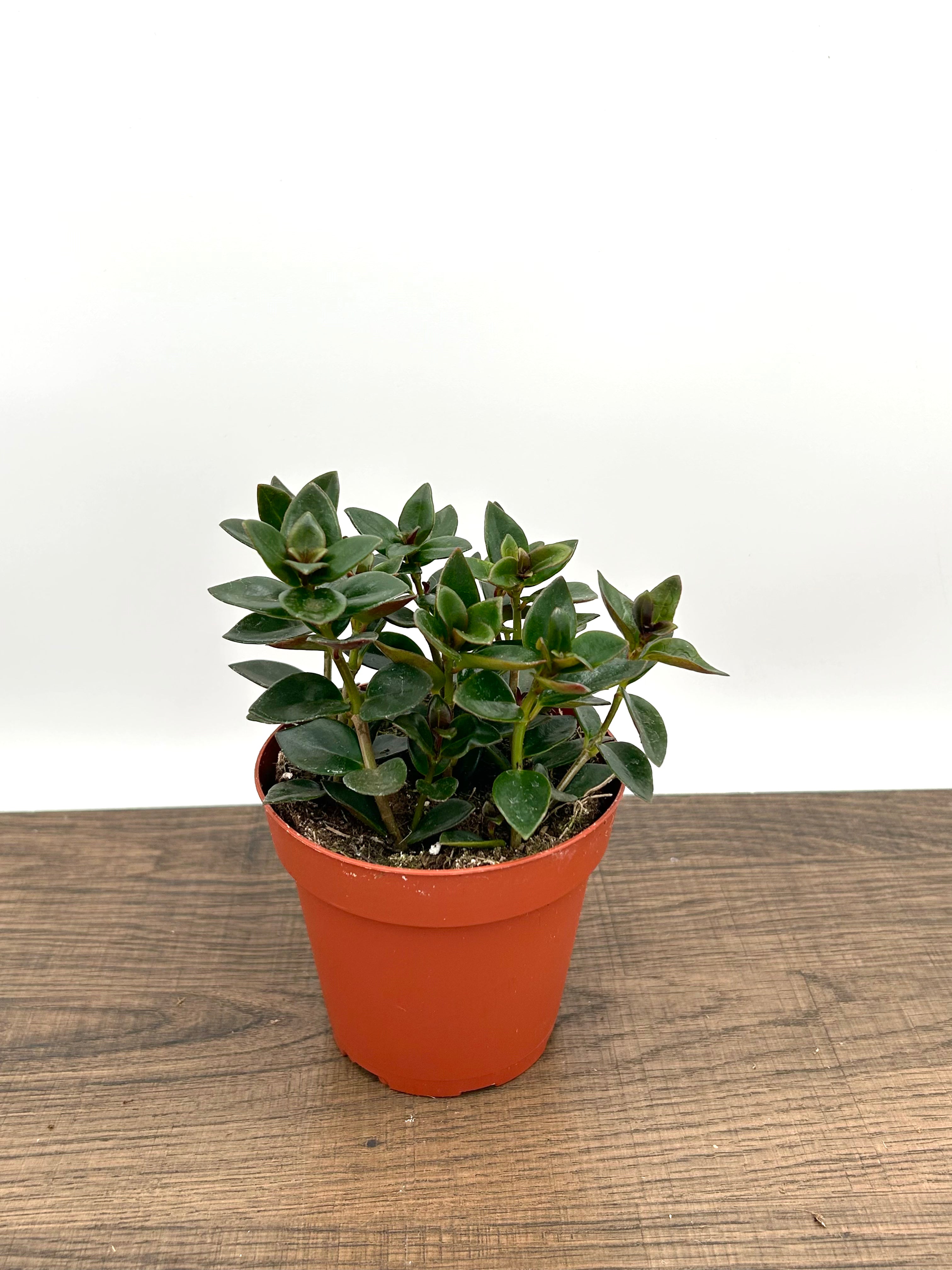 Goldfish Plant - Nematanthus Gregarius