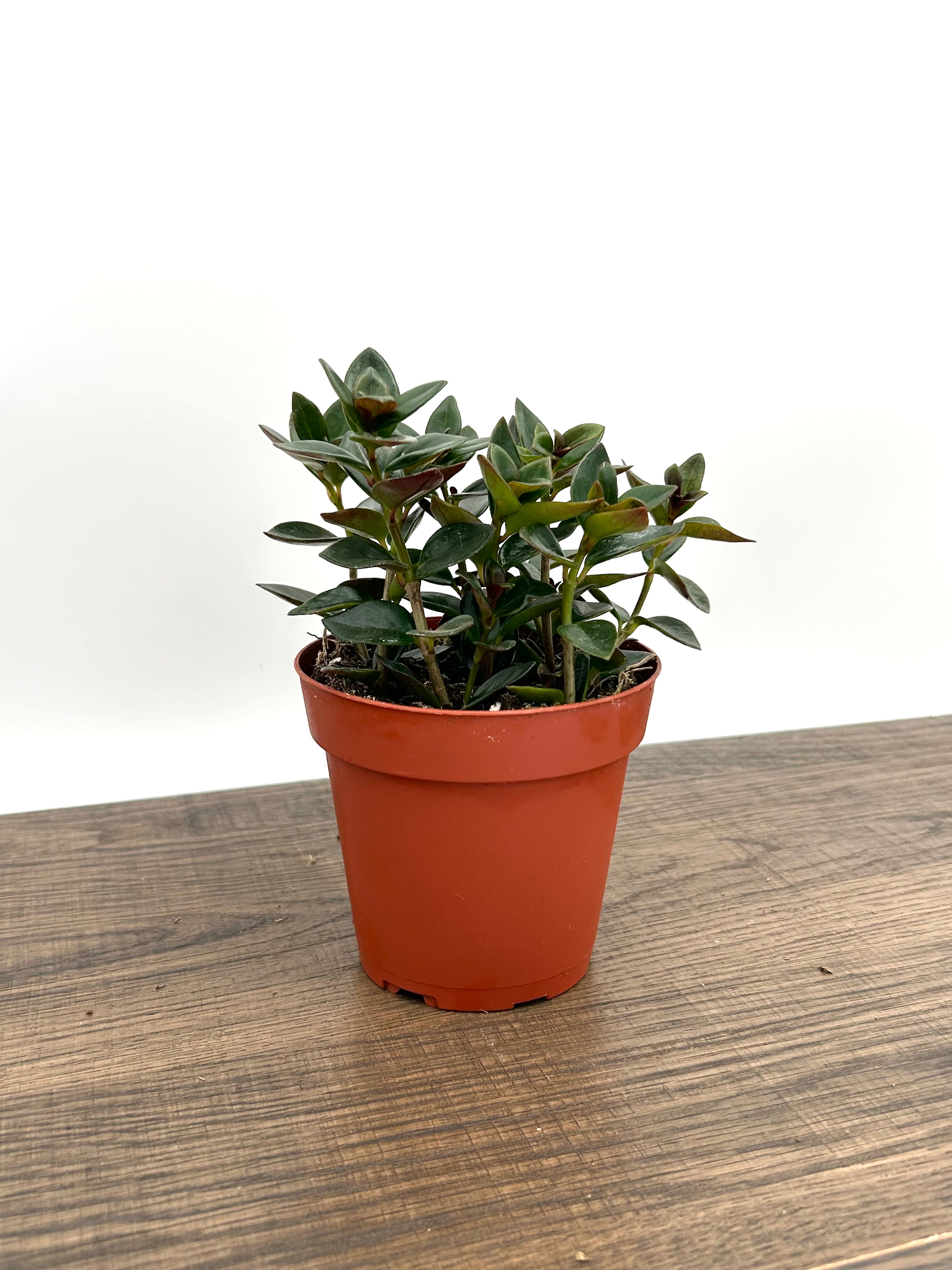 Goldfish Plant - Nematanthus Gregarius