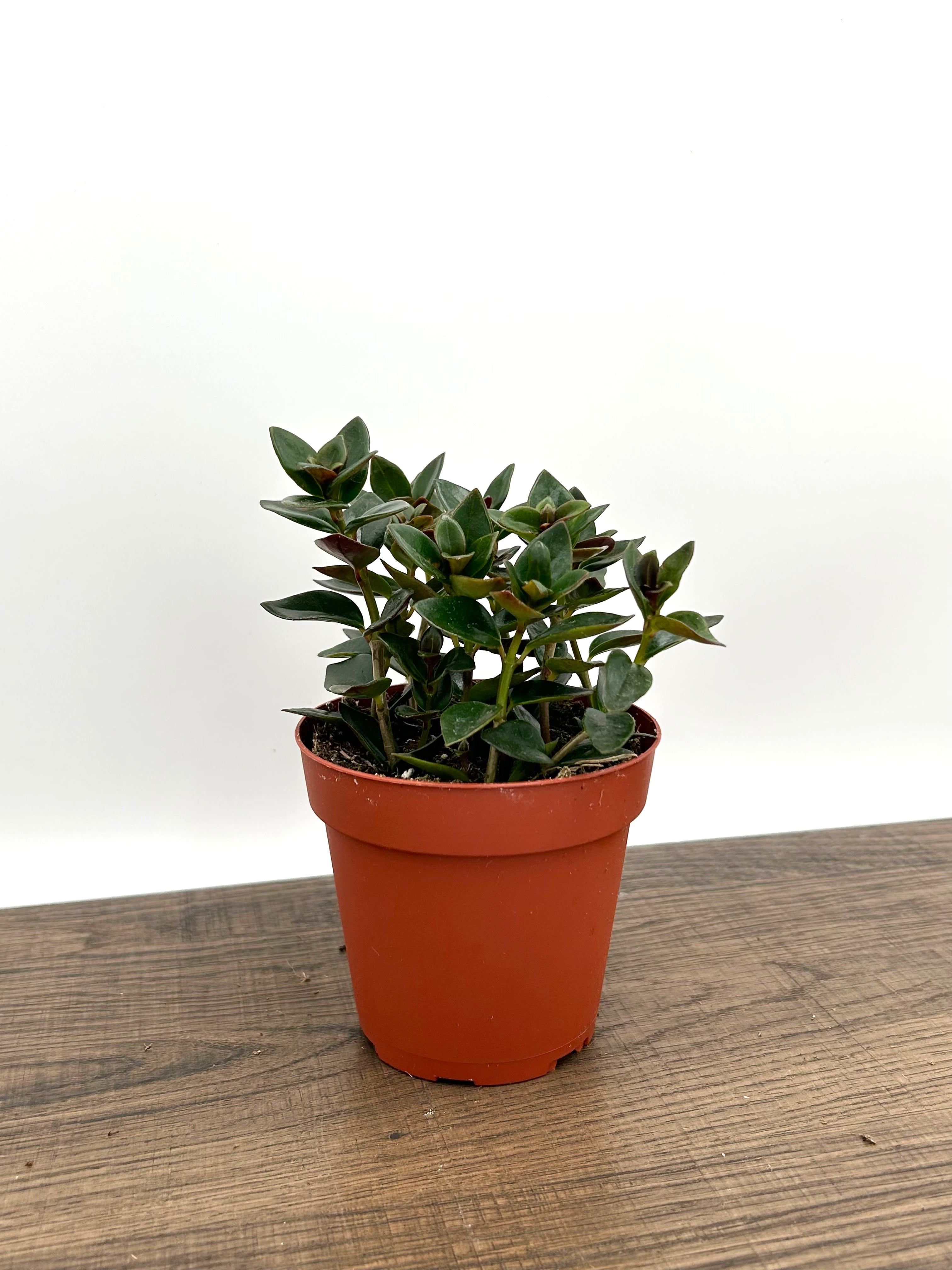 Goldfish Plant - Nematanthus Gregarius