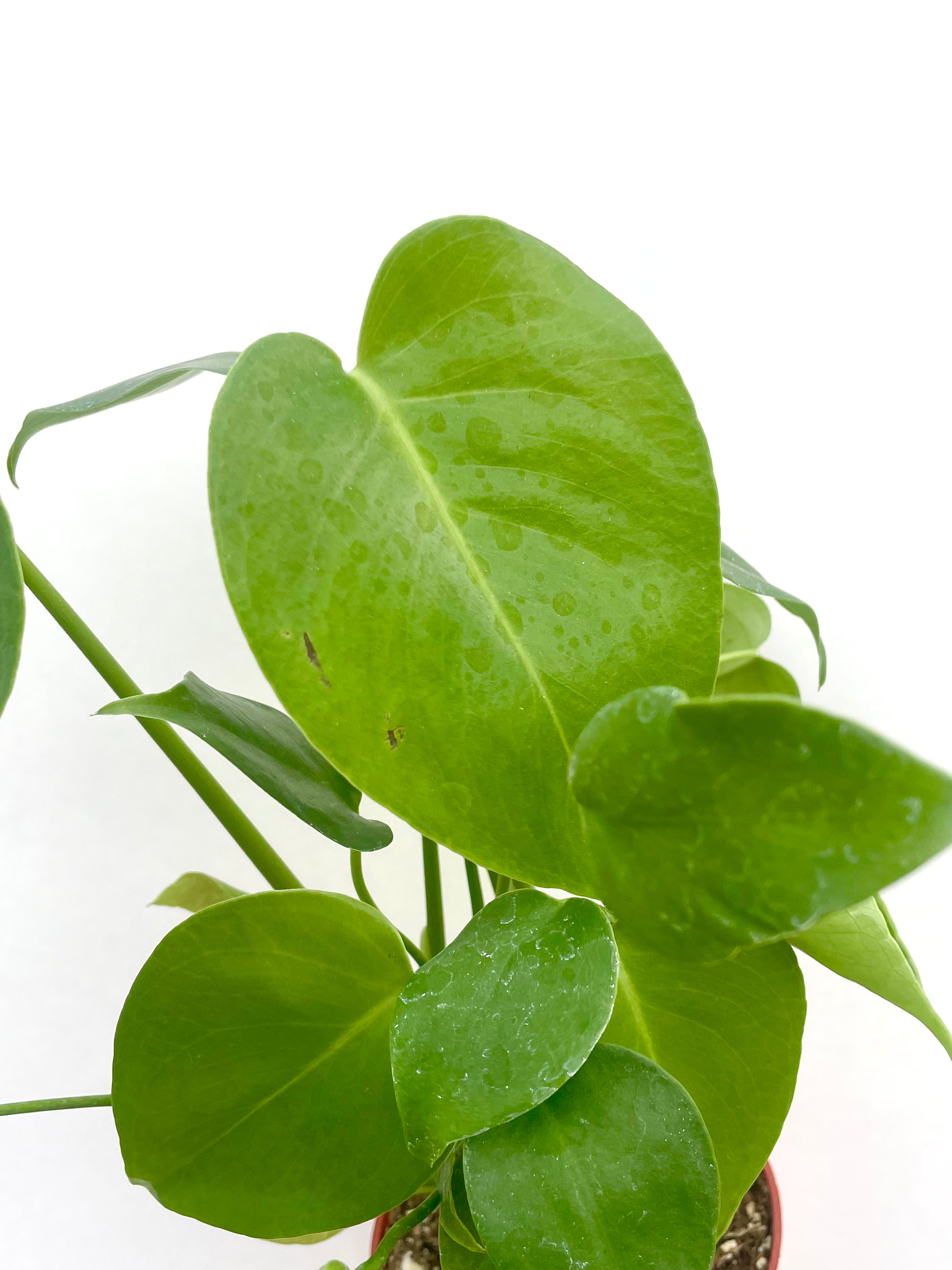 green plant monstera