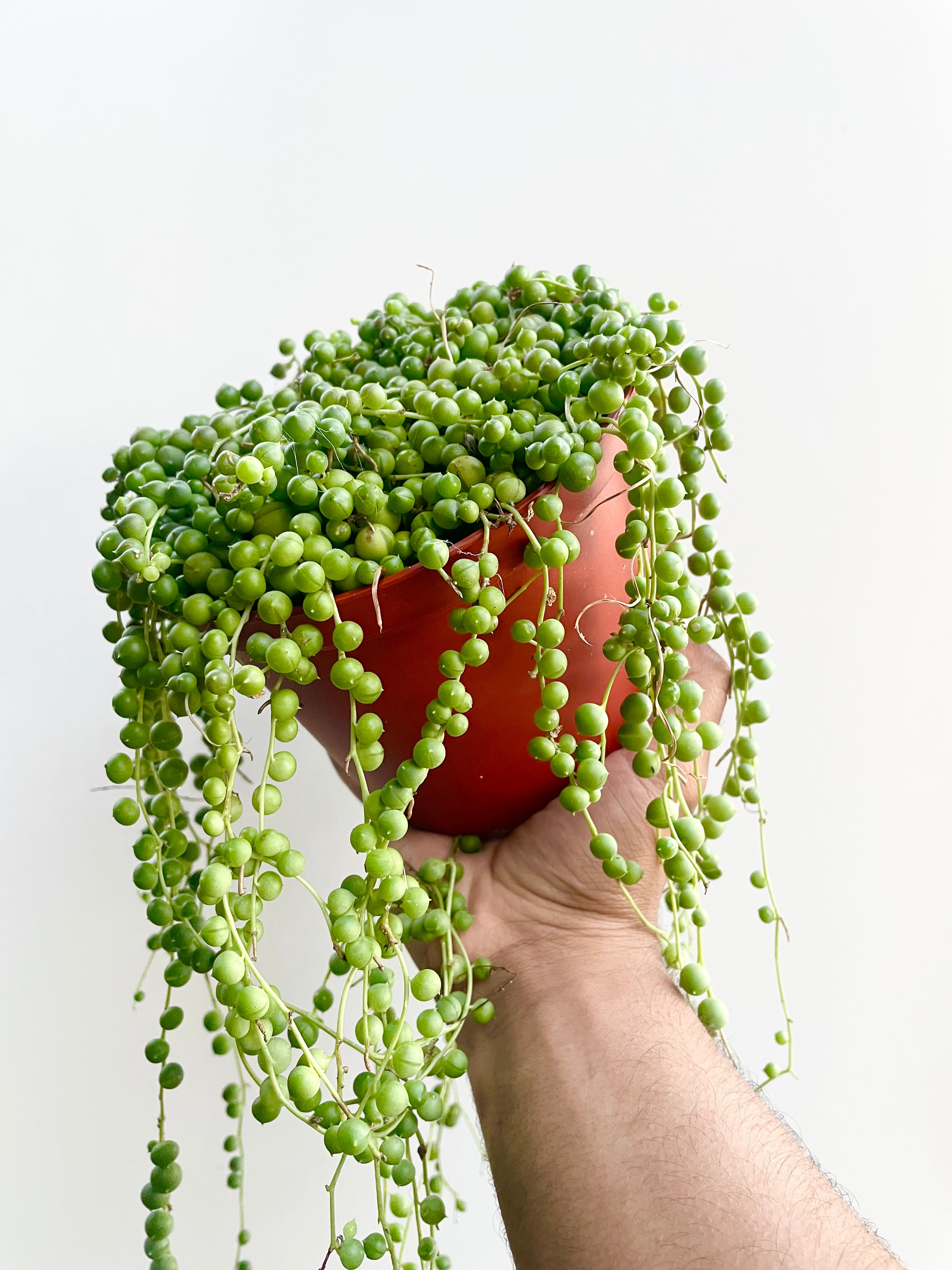succulent plant pearls Succulent String of Pearls Live Plant, 6" Pot