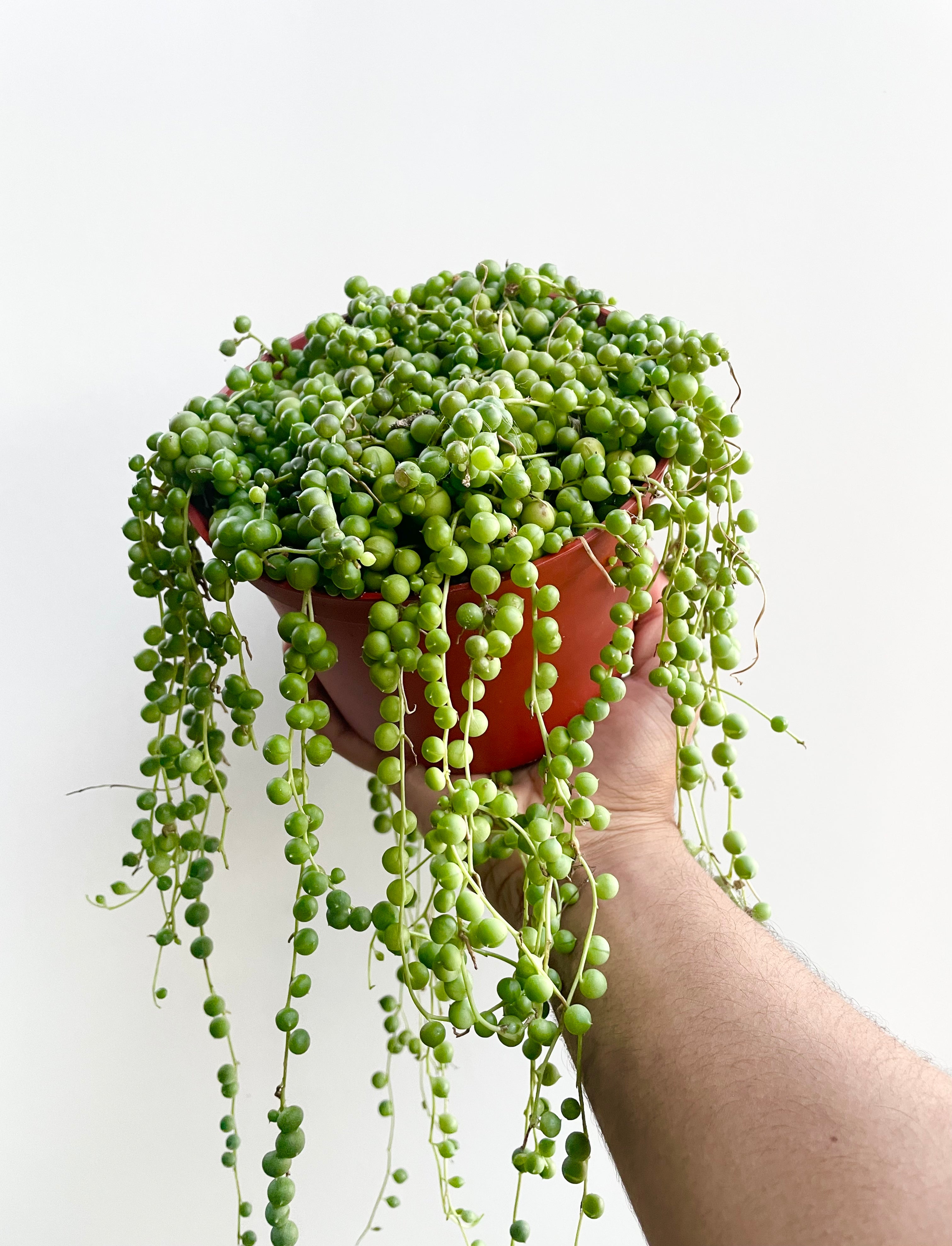 overflowing string of pearls
