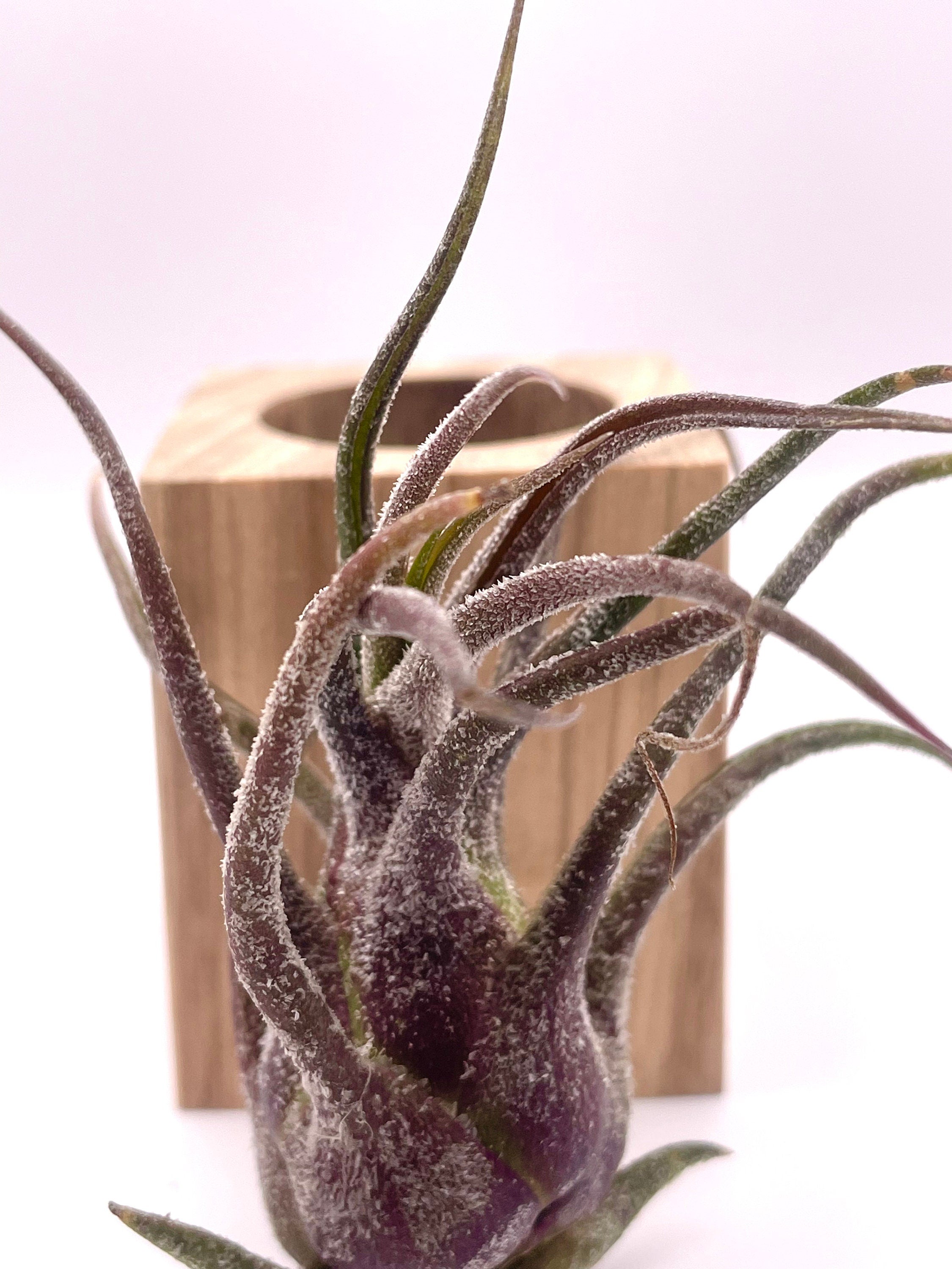 Rare Purple Air Plant - Tillandsia Pruinosa