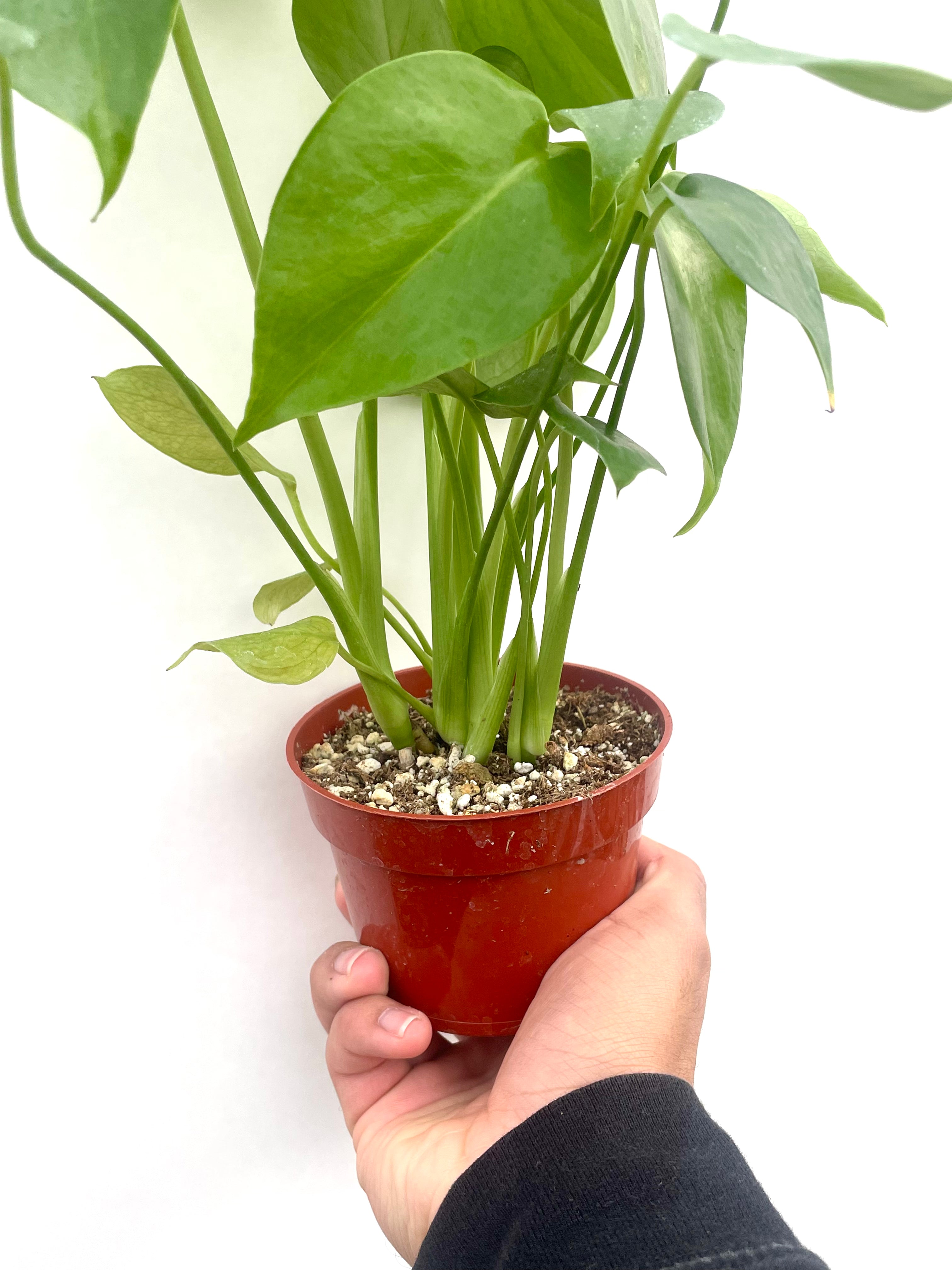 monstera house plant in pot