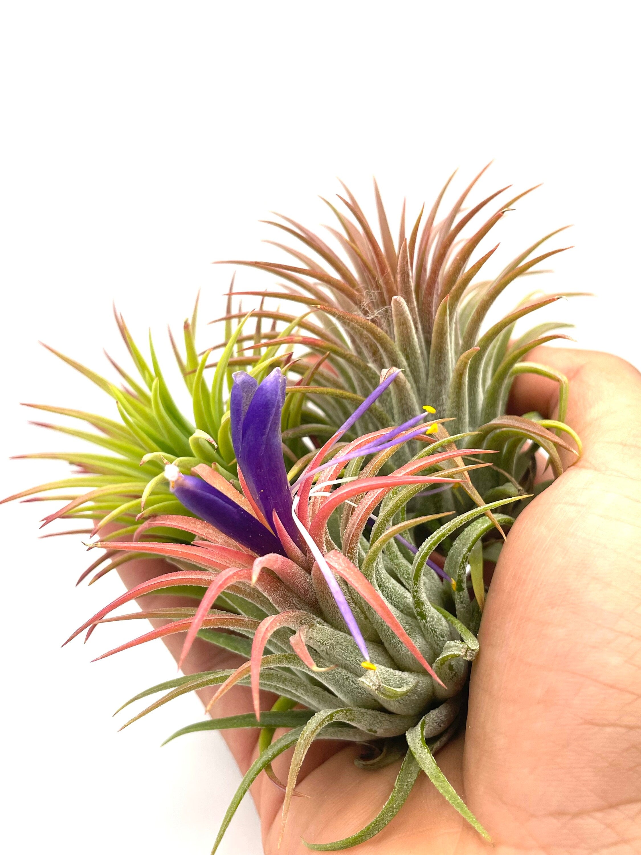 rubra air plants tillandsias