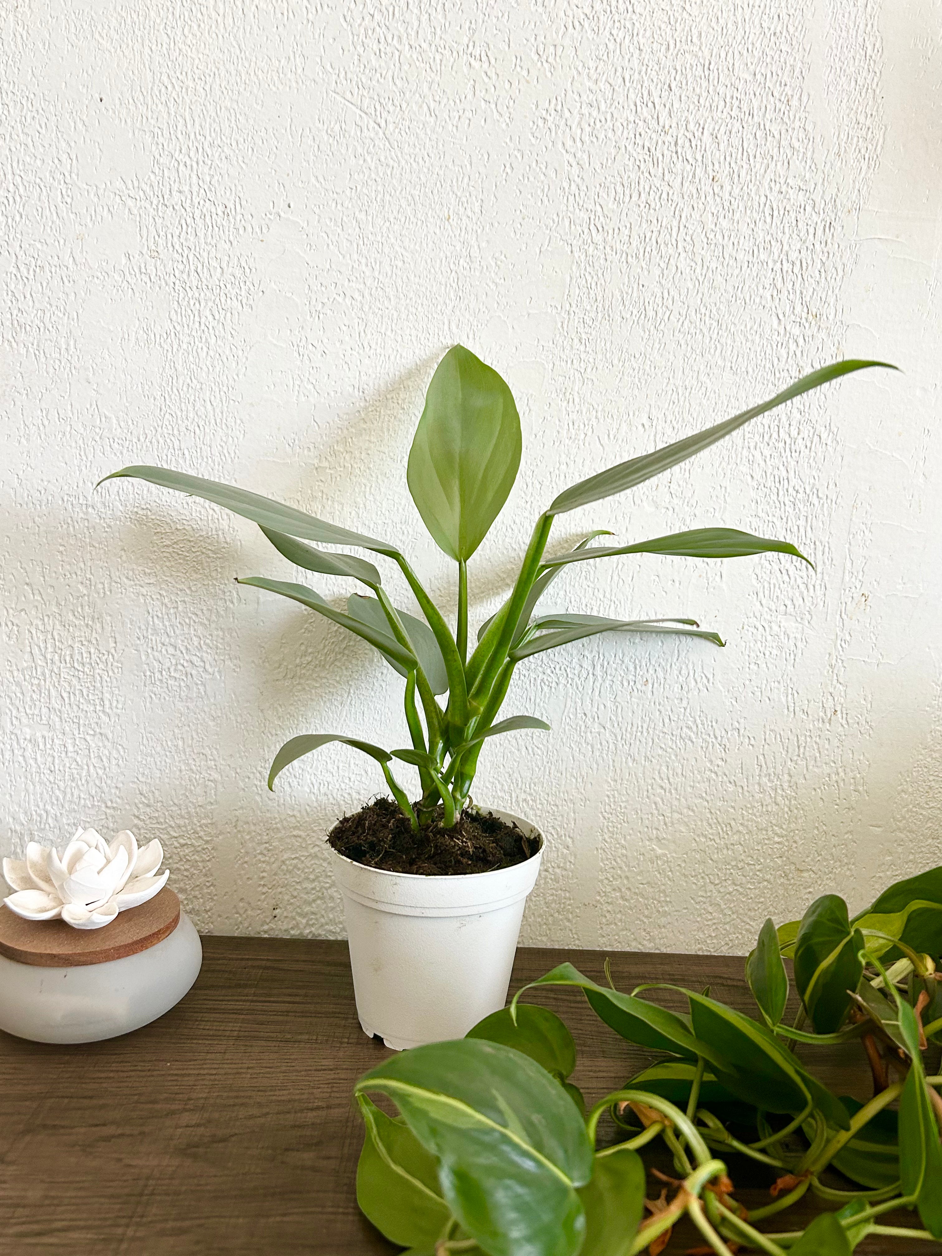 philodendron silver sword soil mix Philodendron 'Silver Sword'